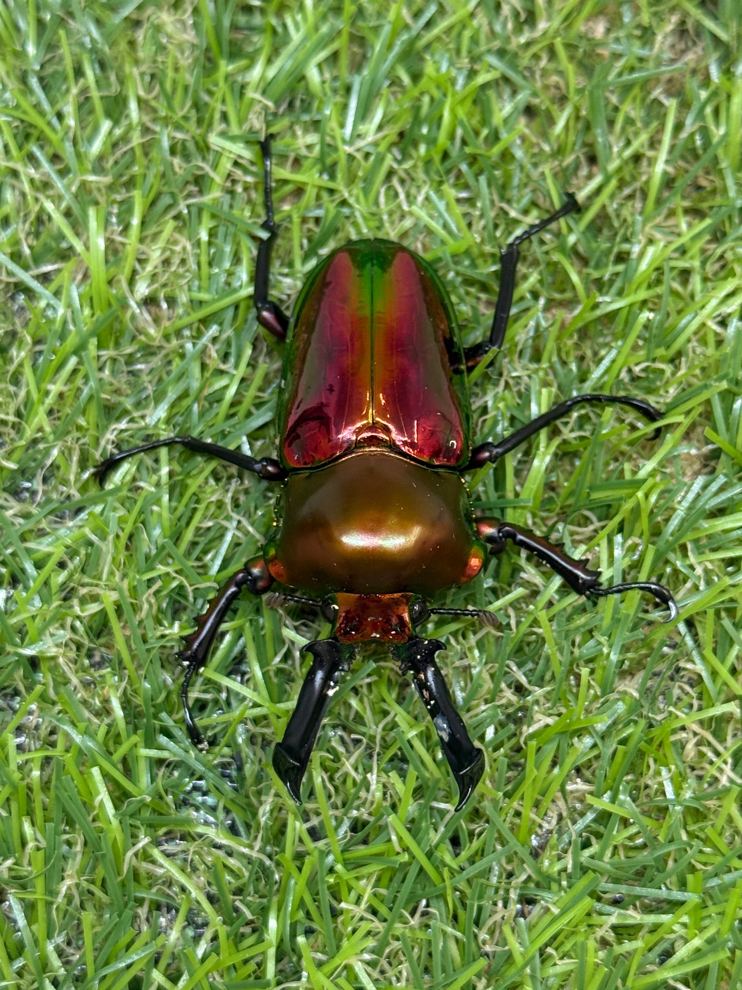 ニジイロクワガタ(レッド系)　♂52.5mm成虫ペア