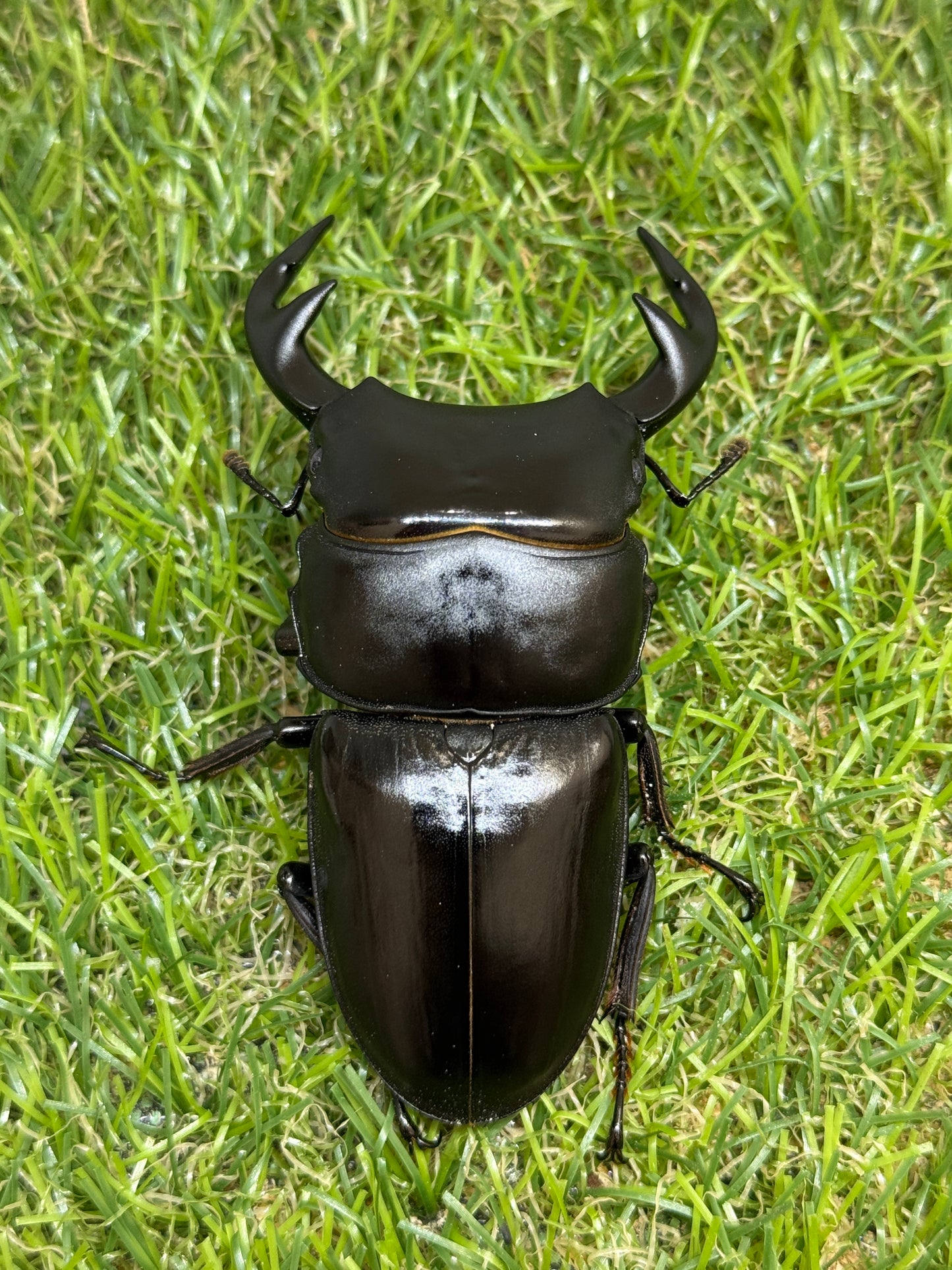 グランディスオオクワガタ　♂81.5mm成虫ペア