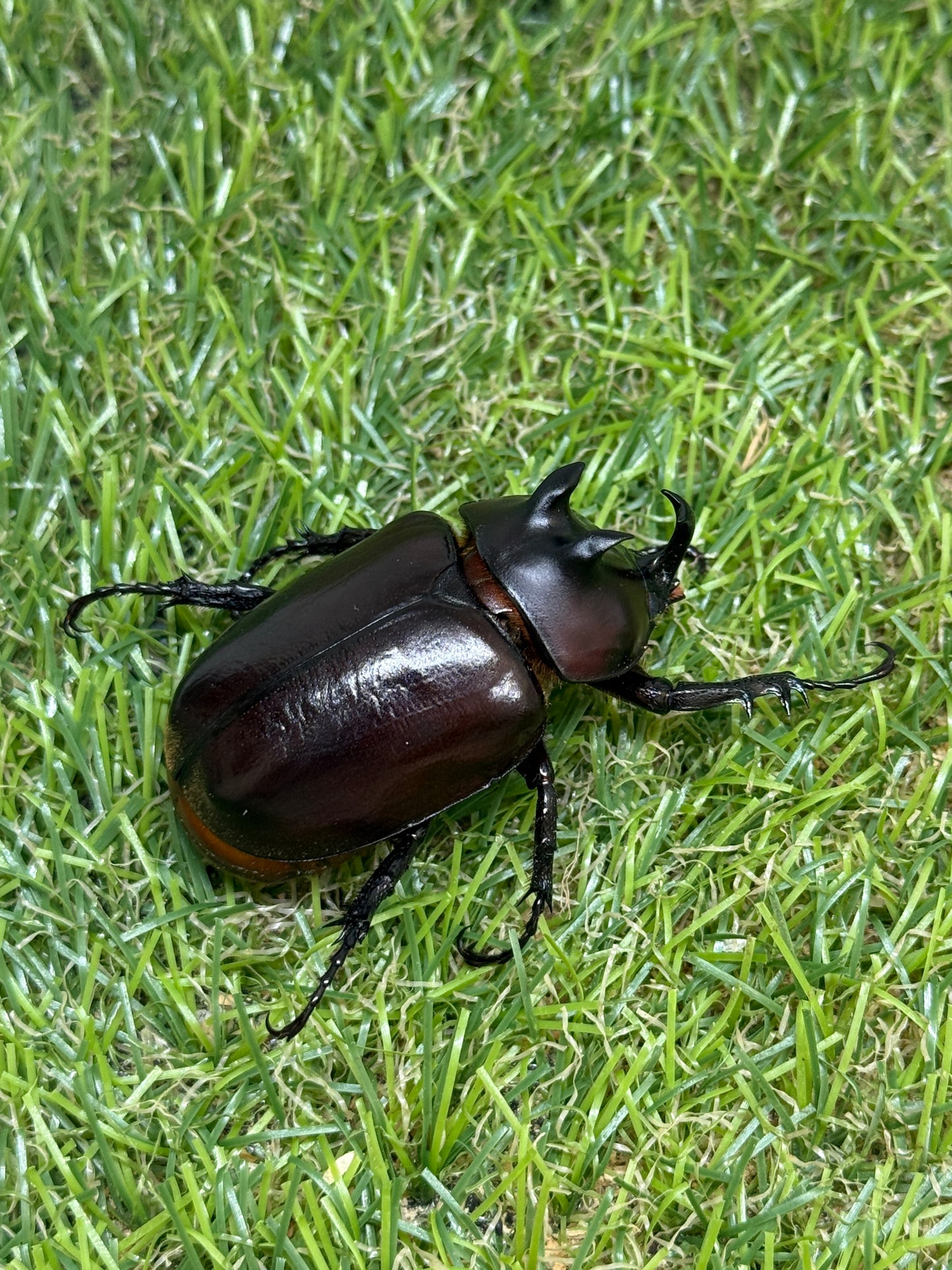 エンドウゴホンヅノカブト　♂46mm成虫ペア