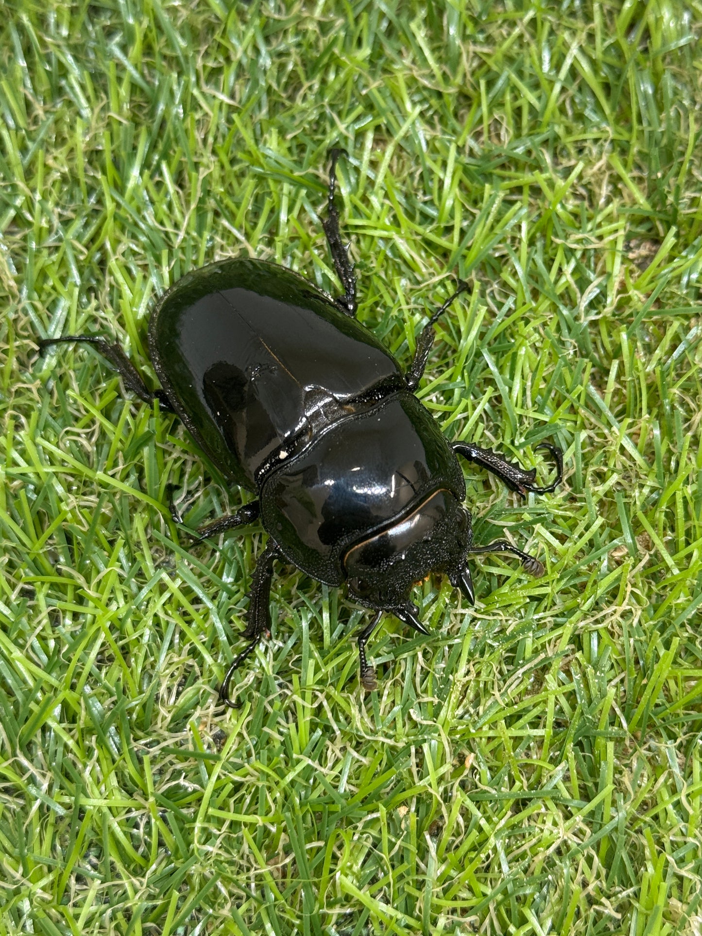 タランドゥスオオツヤクワガタ　♂78mm成虫ペア