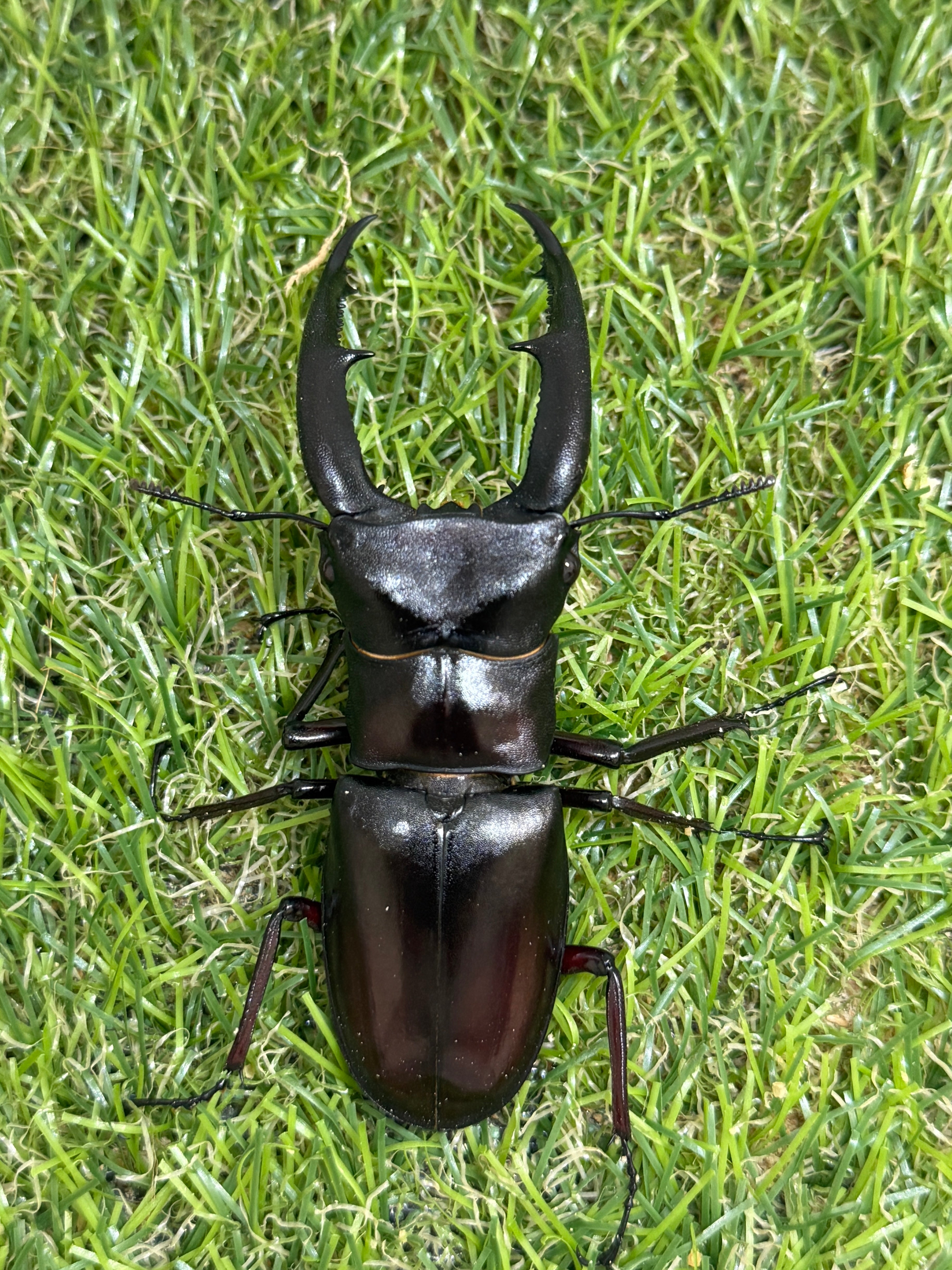 赤マンディブラリスフタマタ　ペア マンディブラリスフタマタクワガタ ♂86mm成虫ペア – 昆虫ショップNexus