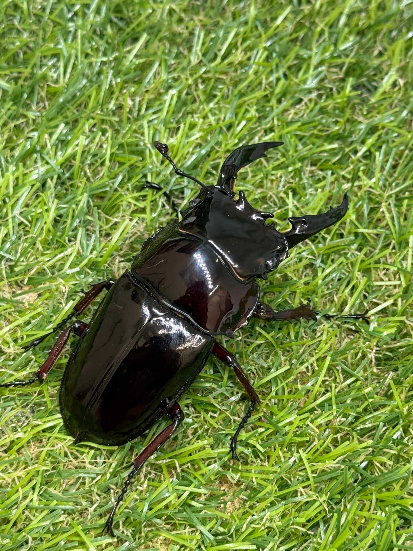 レギウスオオツヤクワガタ　♂76.4mm成虫ペア