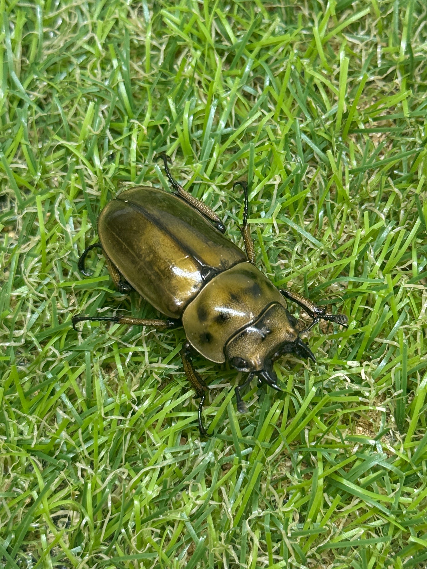 ババオウゴンオニクワガタ　♀37mm単品