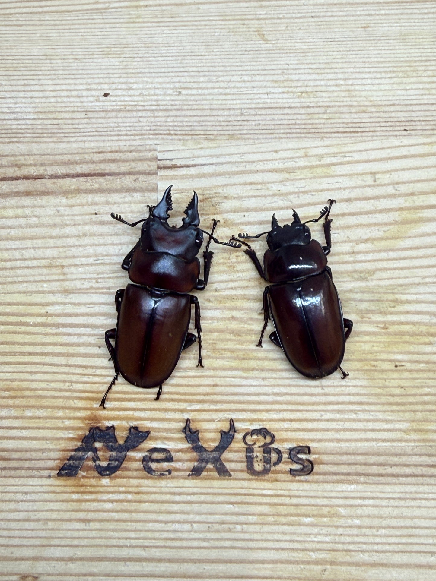 フスクスノコギリクワガタ　♂36.5mm成虫ペア