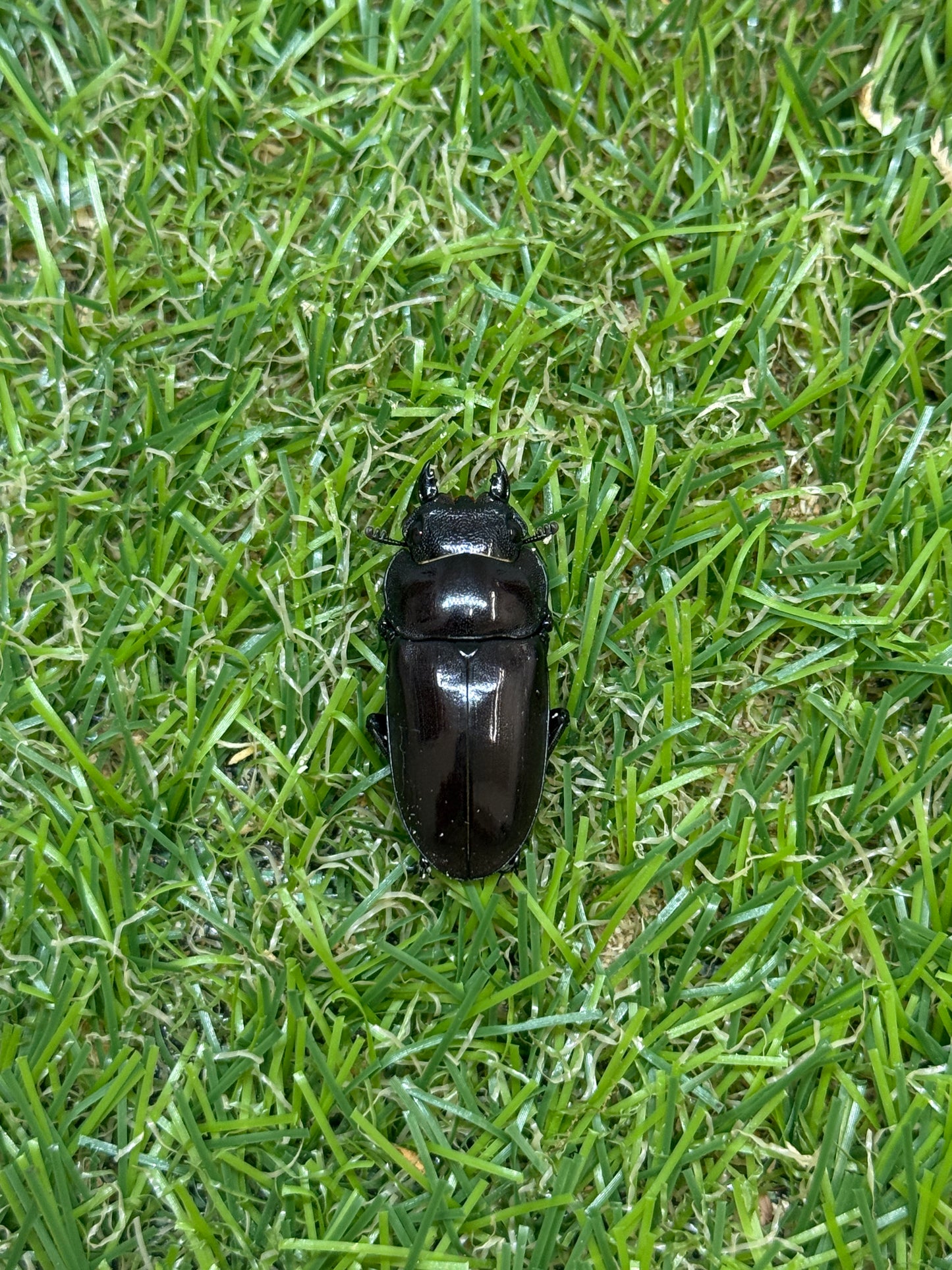 フォルケプスシカノコギリクワガタ　♂45mm成虫ペア