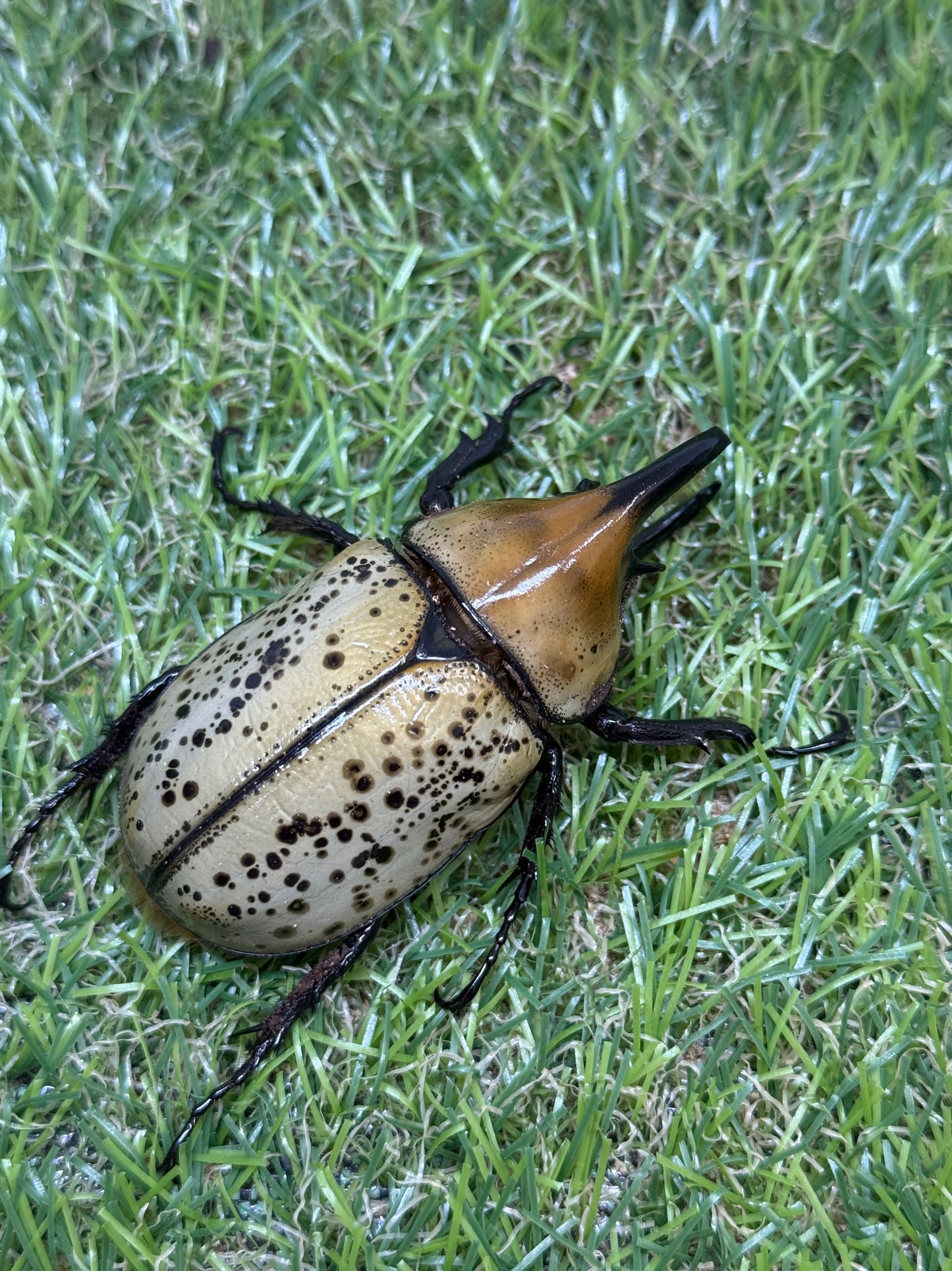 ティティウスシロカブト　♂64.5mm成虫ペア