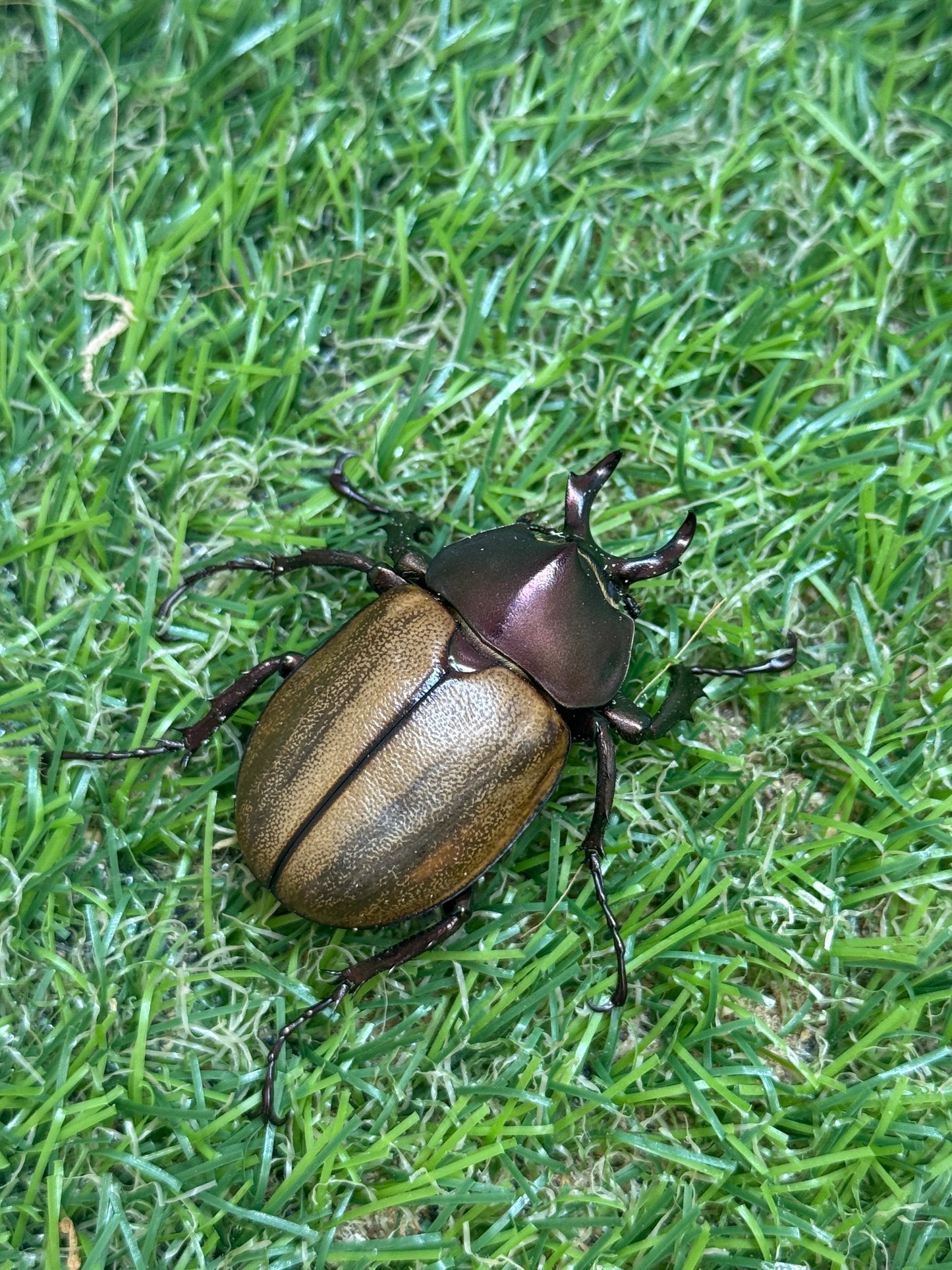 マルガリータヒナカブト　♂freeサイズ成虫ペア