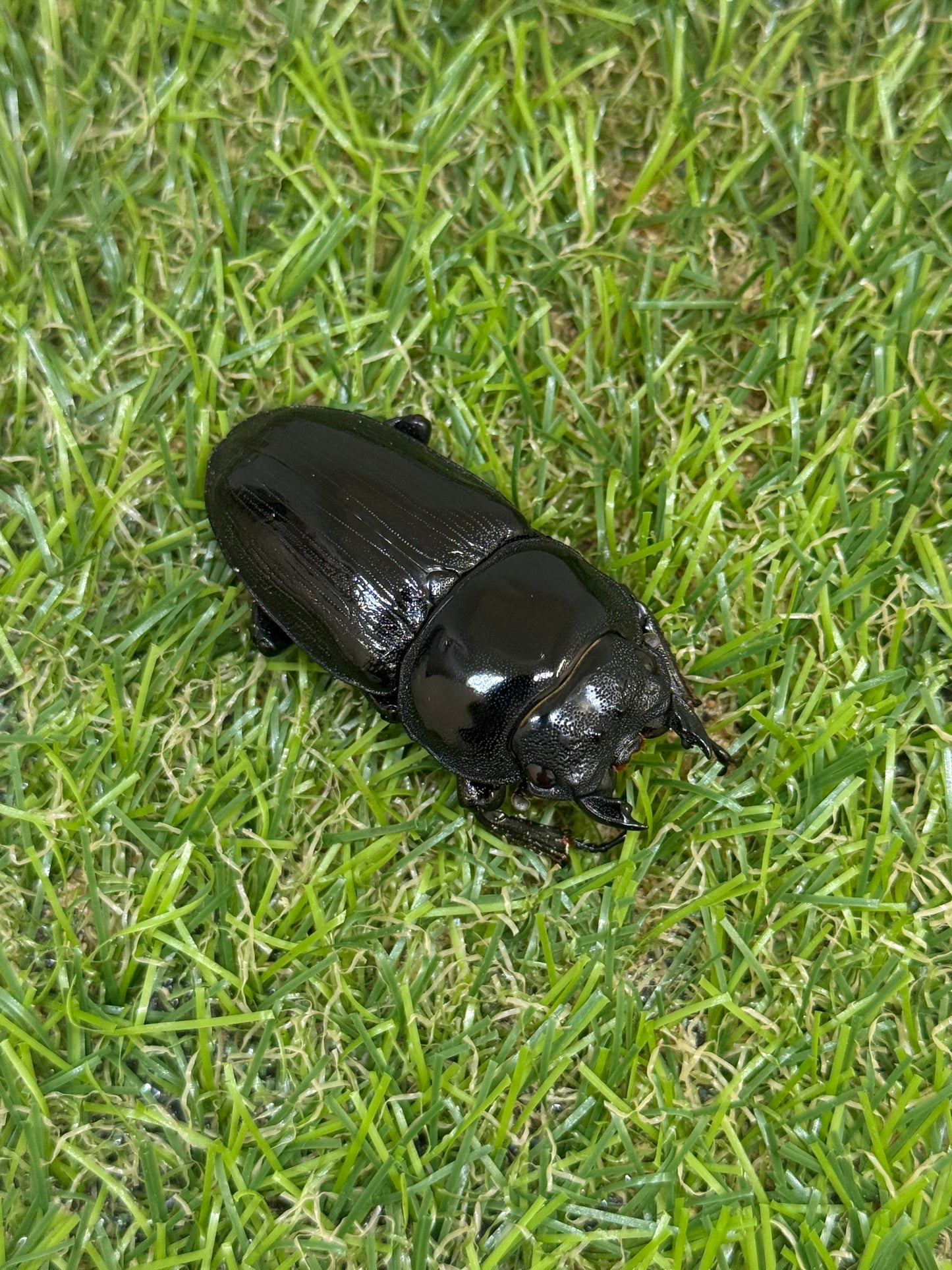 ホペイオオクワガタ　♂62mm成虫ペア
