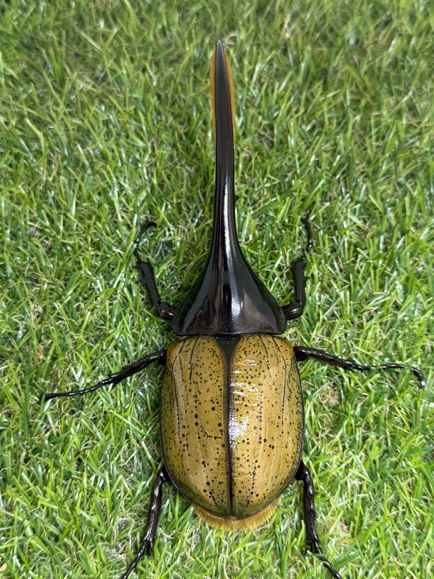 DH･ヘラクレス　♂138mm単品