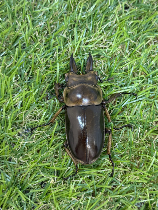 ババオウゴンオニクワガタ　♂50.6mm成虫ペア
