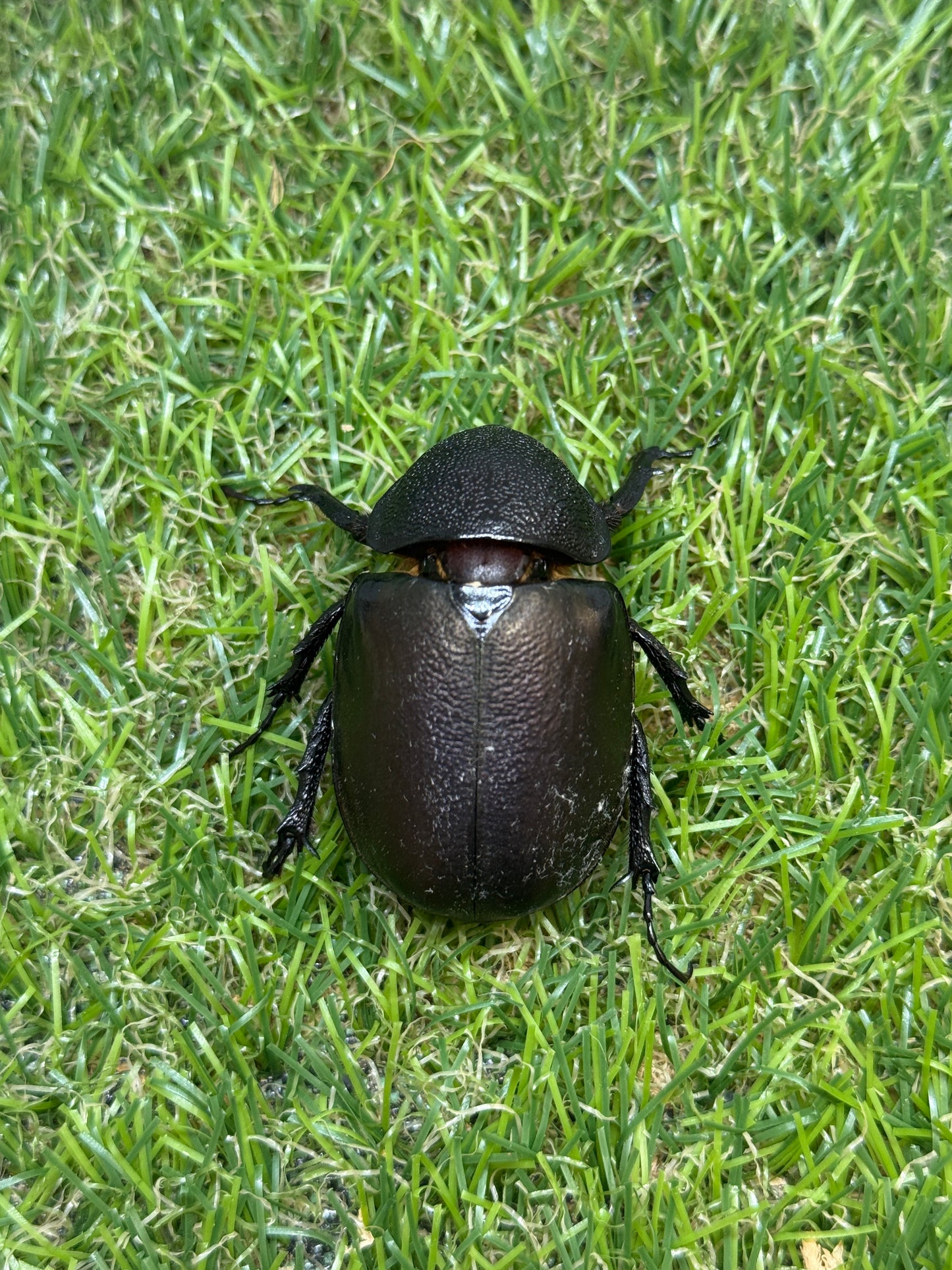 アトラスオオカブト(スマトラ島リアウ)　♂80mmペア
