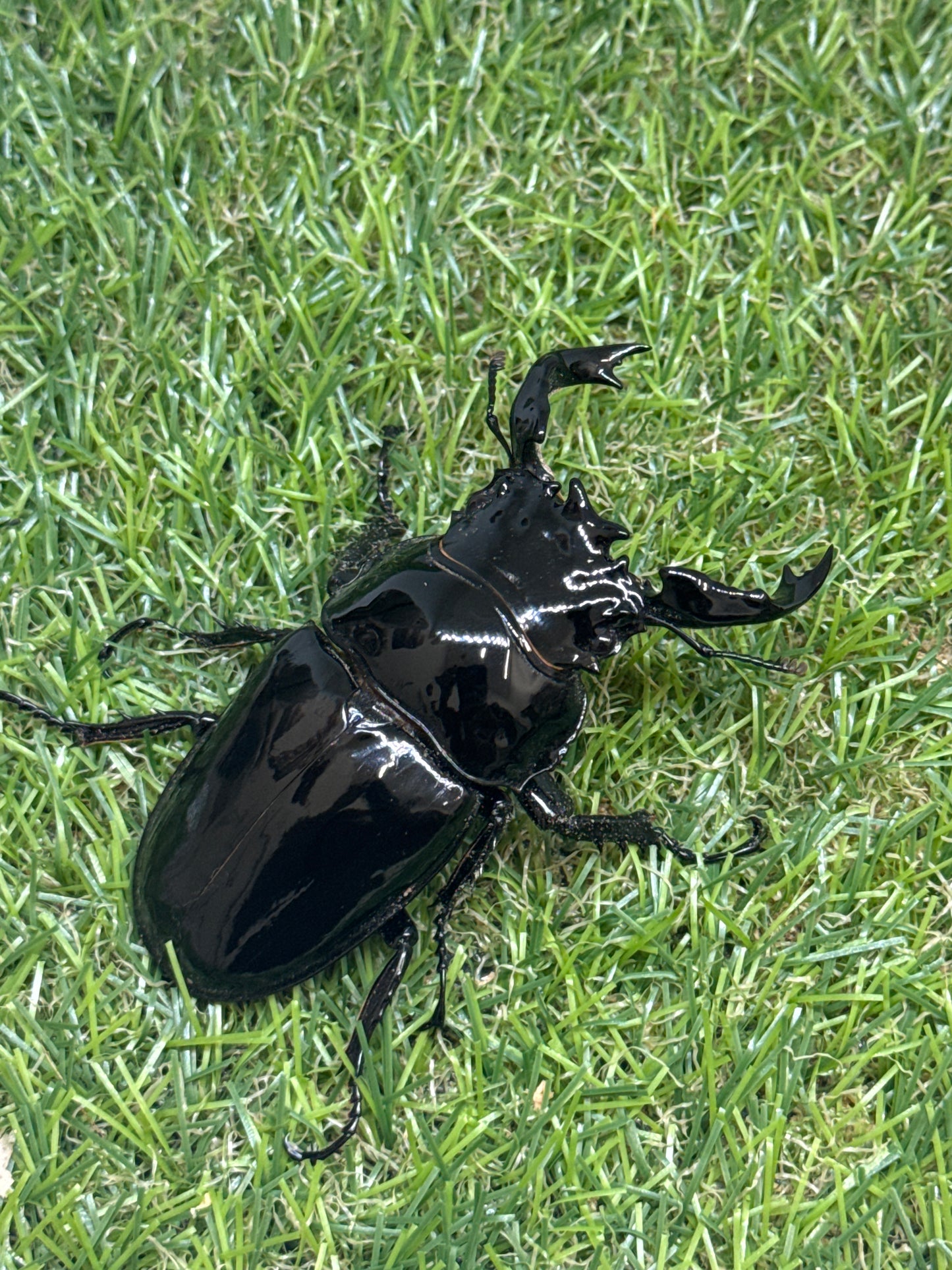 タランドゥスオオツヤクワガタ　♂81mm成虫ペア