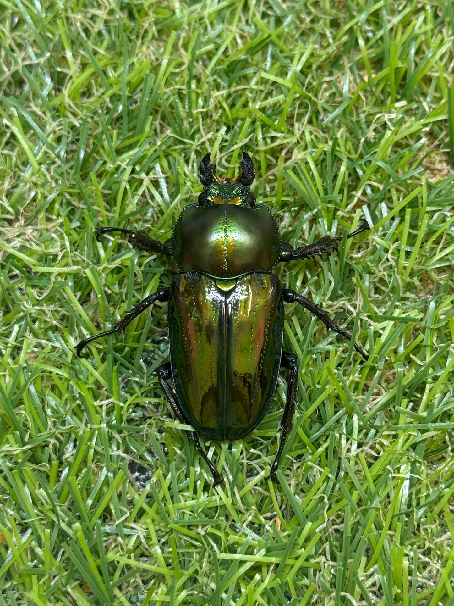 ニジイロクワガタ　♂49.9mm成虫ペア
