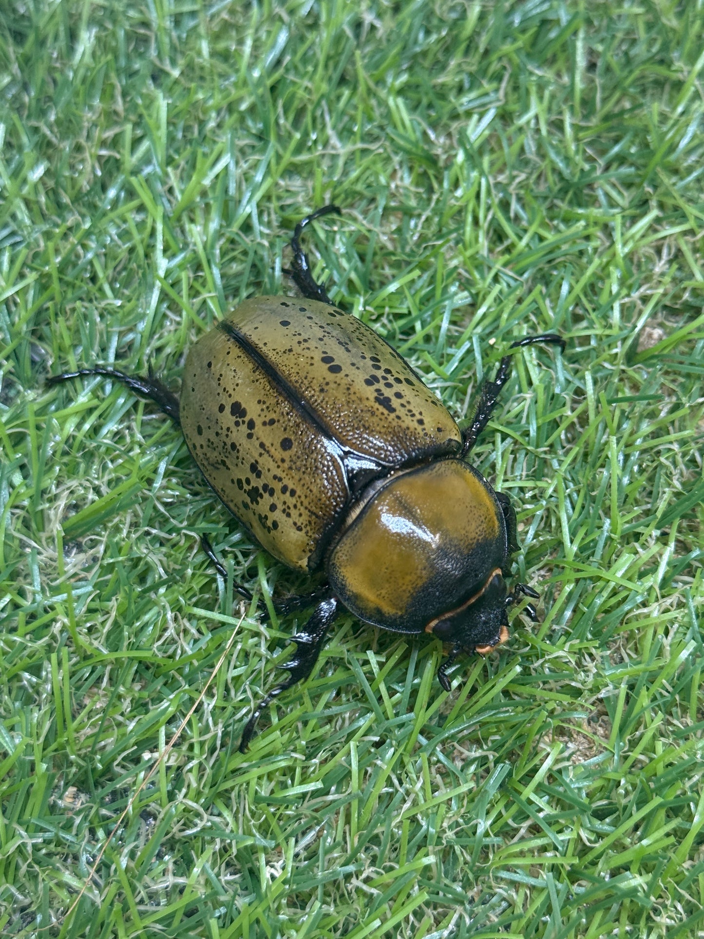 ティティウスシロカブト　♂61.5mm成虫ペア