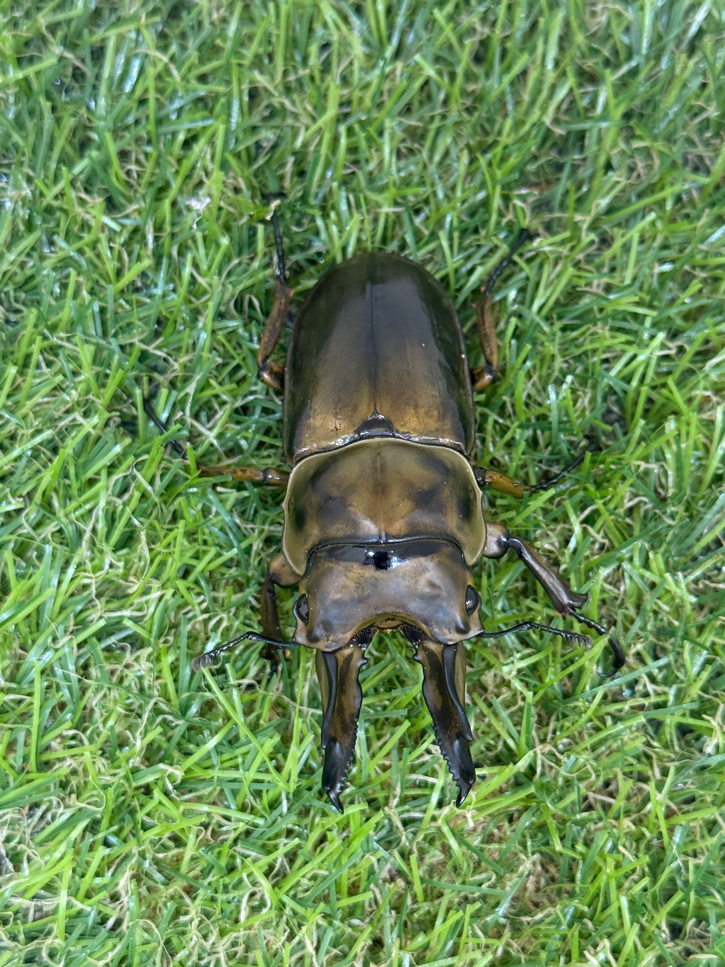 ババオウゴンオニクワガタ　♂69mm成虫ペア