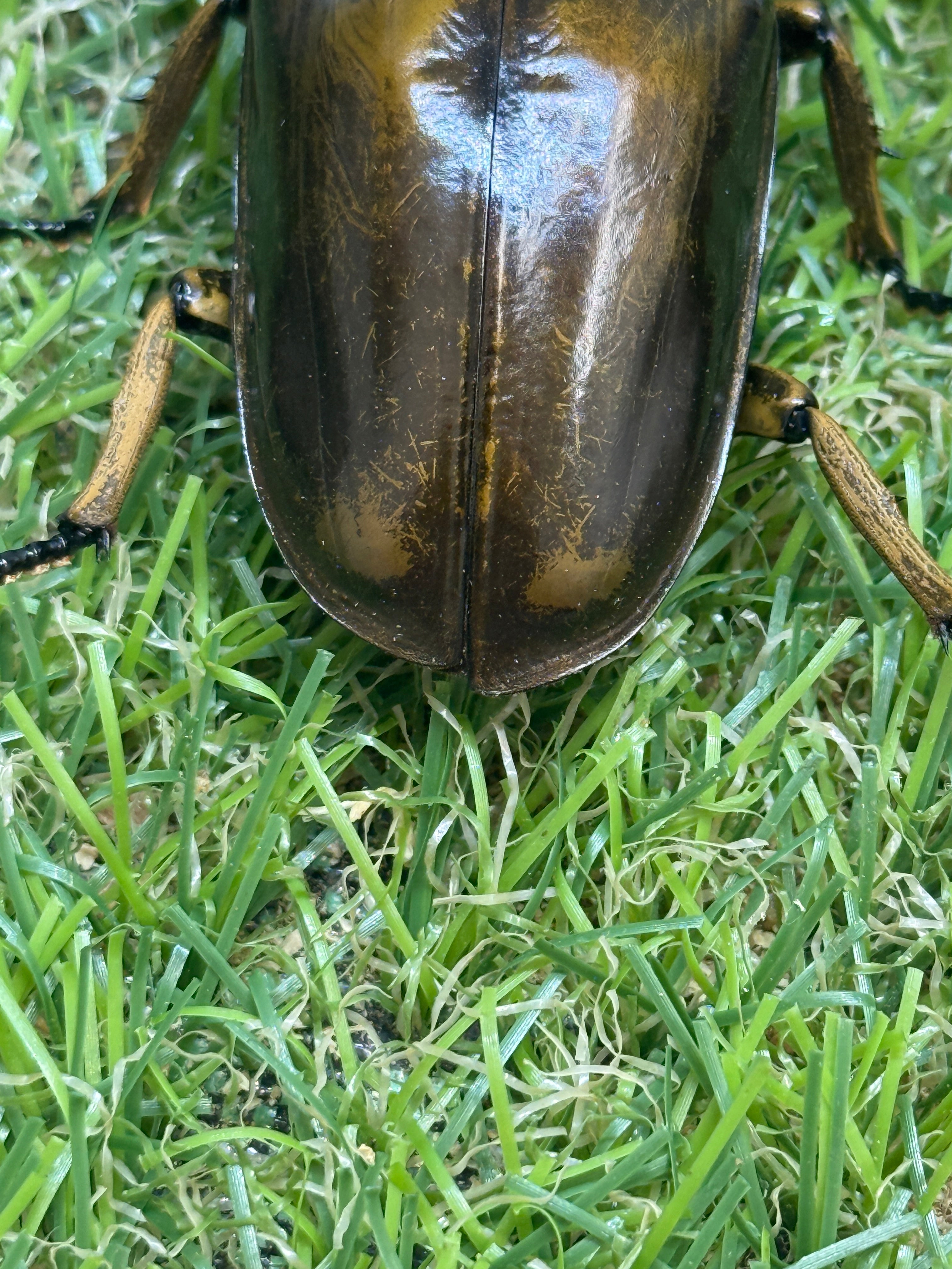 ババオウゴンオニクワガタ ♂77.1mm成虫ペア – 昆虫ショップNexus