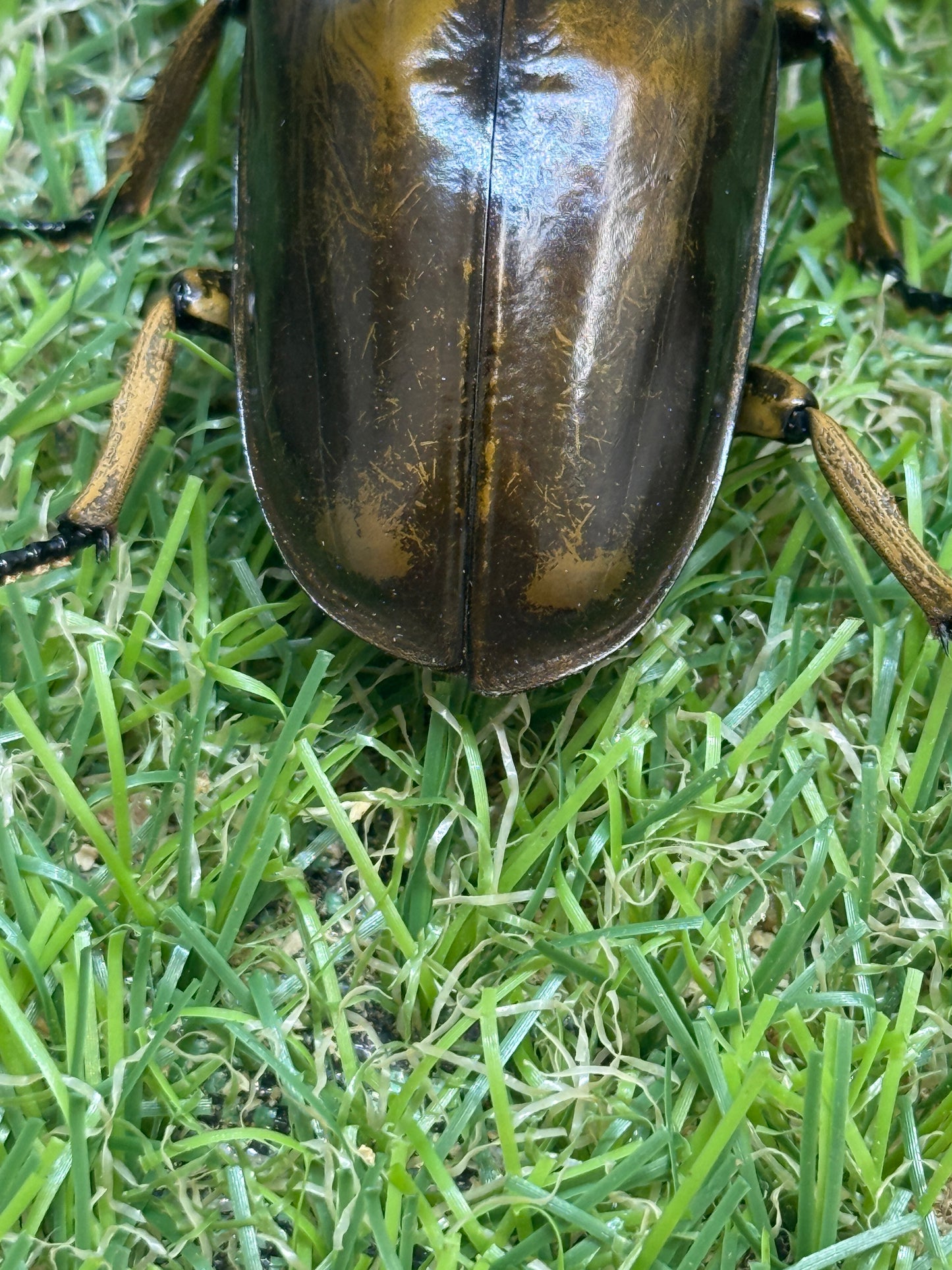ババオウゴンオニクワガタ　♂77.1mm成虫ペア
