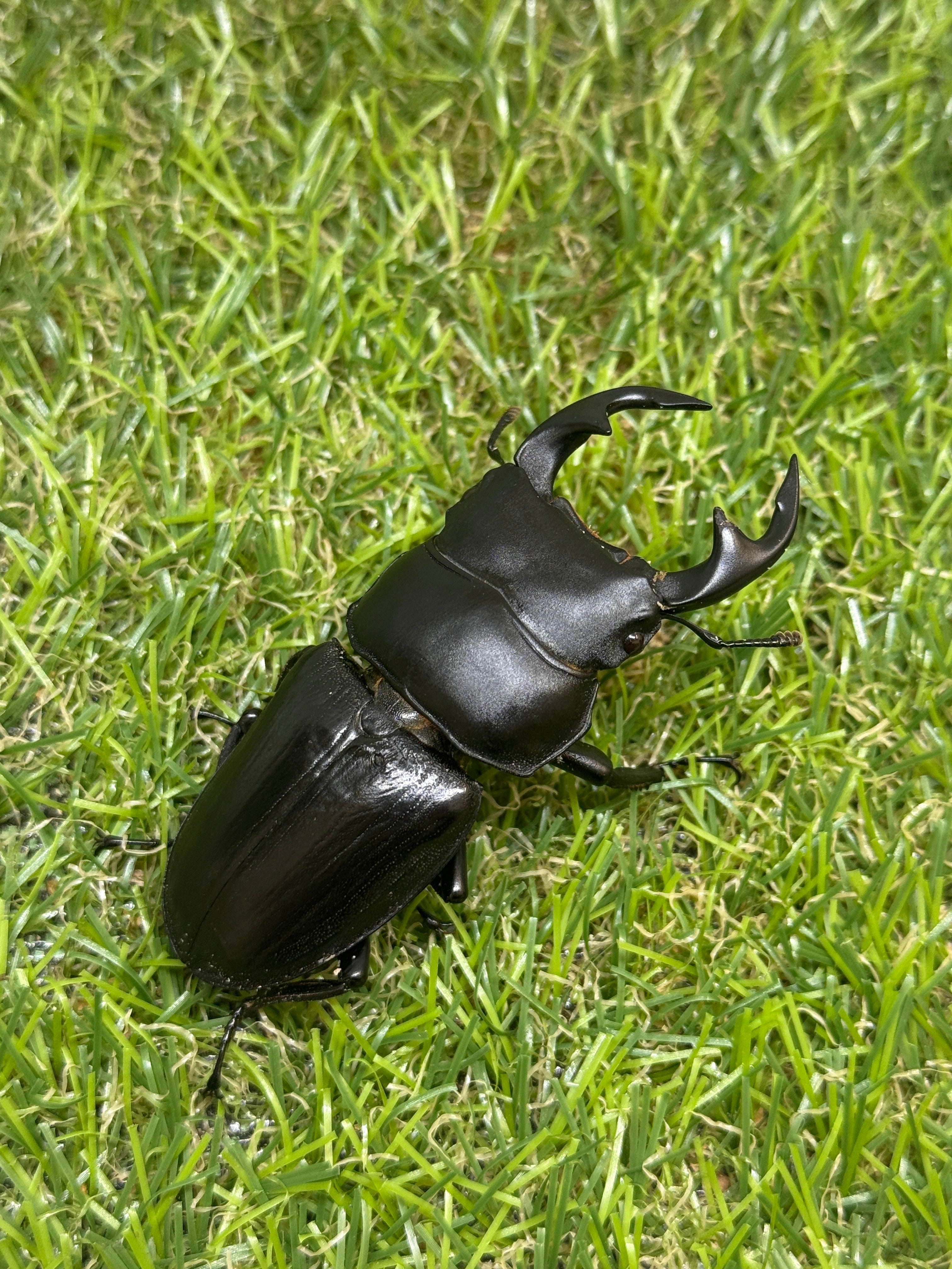 タイワンオクワガタ ♂67mm成虫ペア – 昆虫ショップNexus