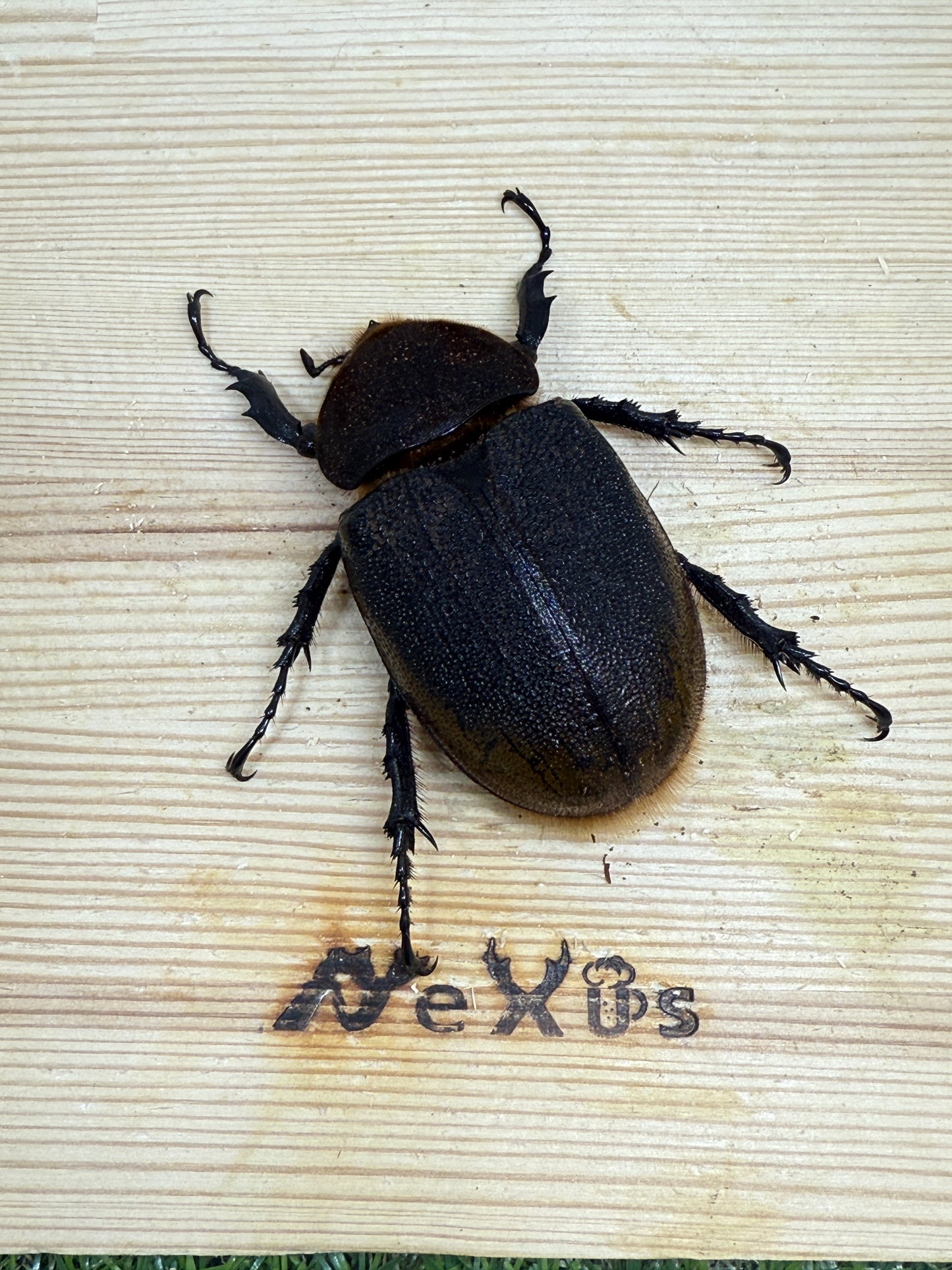 DH・リッキー　♀62mm単品