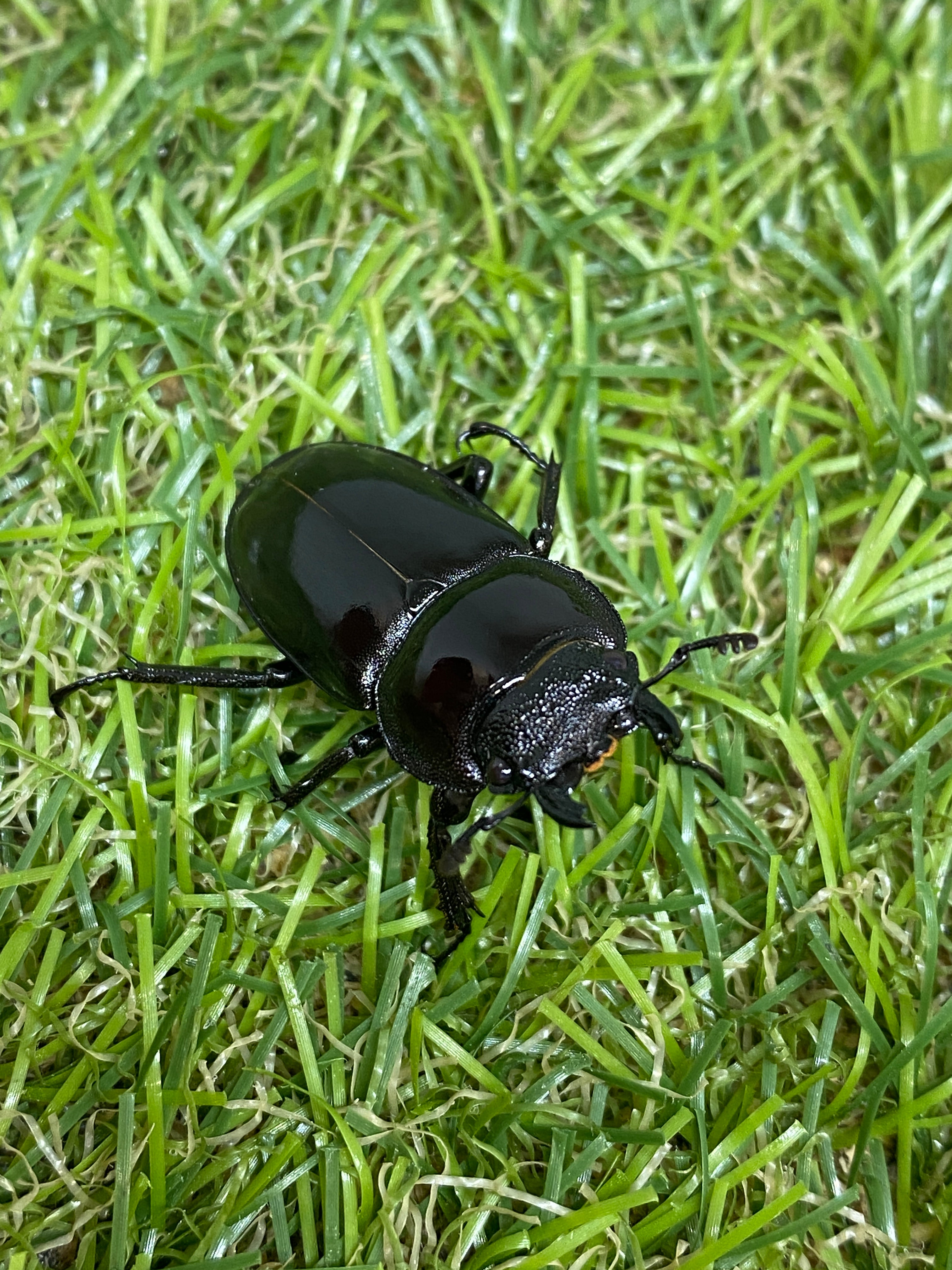 カワノイシカクワガタ ♂49mm 成虫ペア – 昆虫ショップNexus