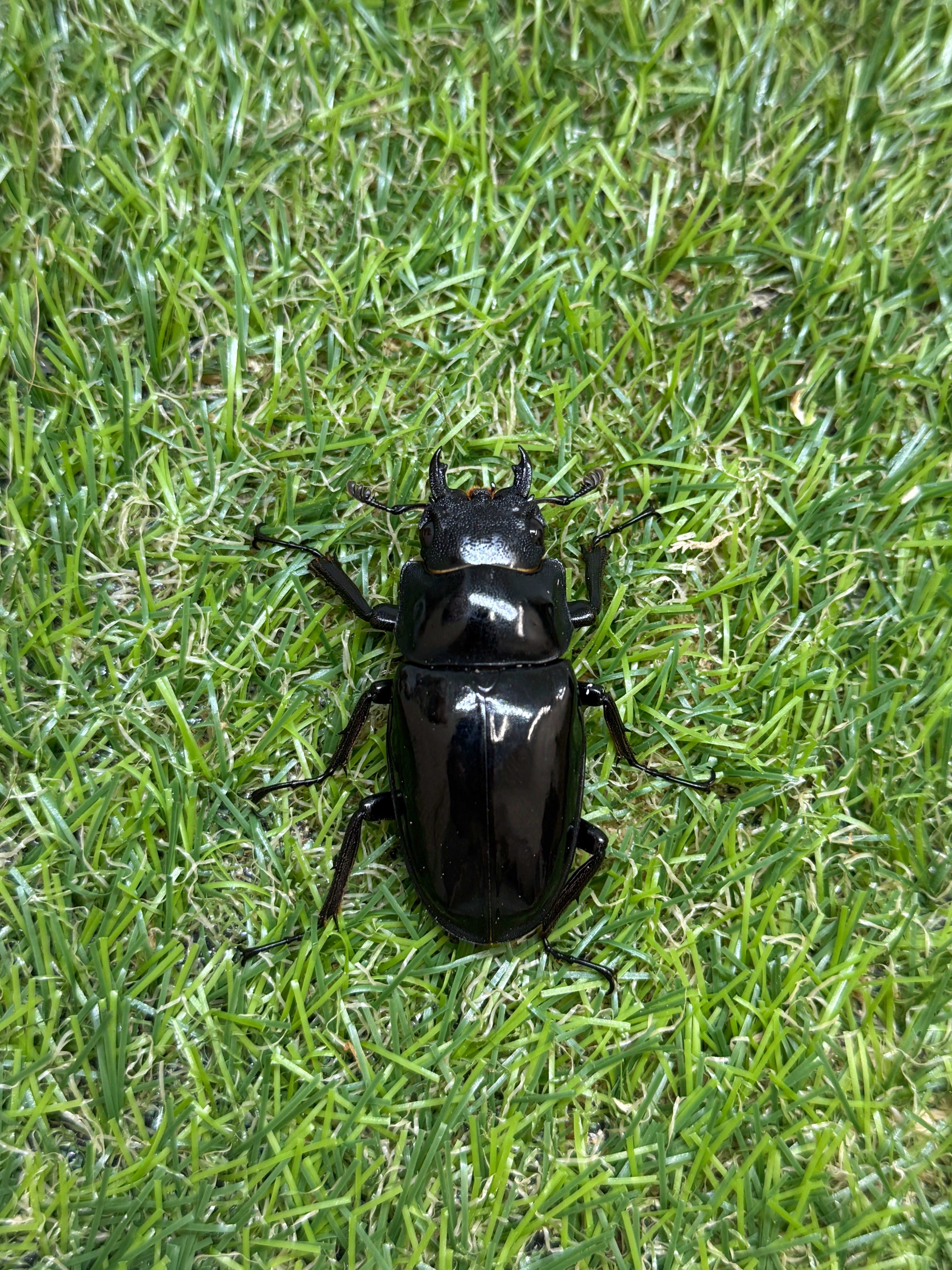 ギラファノコギリクワガタ ダイスケ ♂103mm成虫ペア – 昆虫ショップNexus