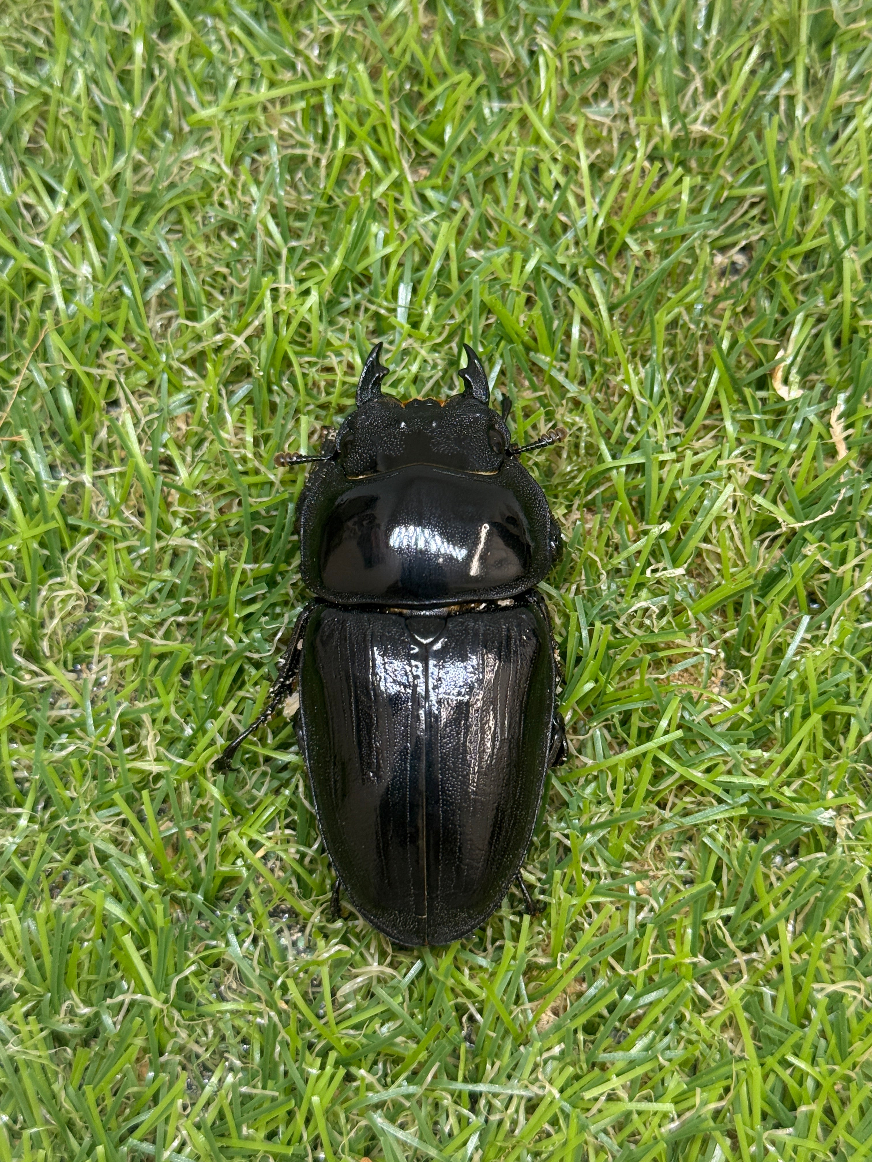 オオクワガタ 奈良輪川西 ♂80.8mm成虫ペア 2026年ブリード個体 – 昆虫