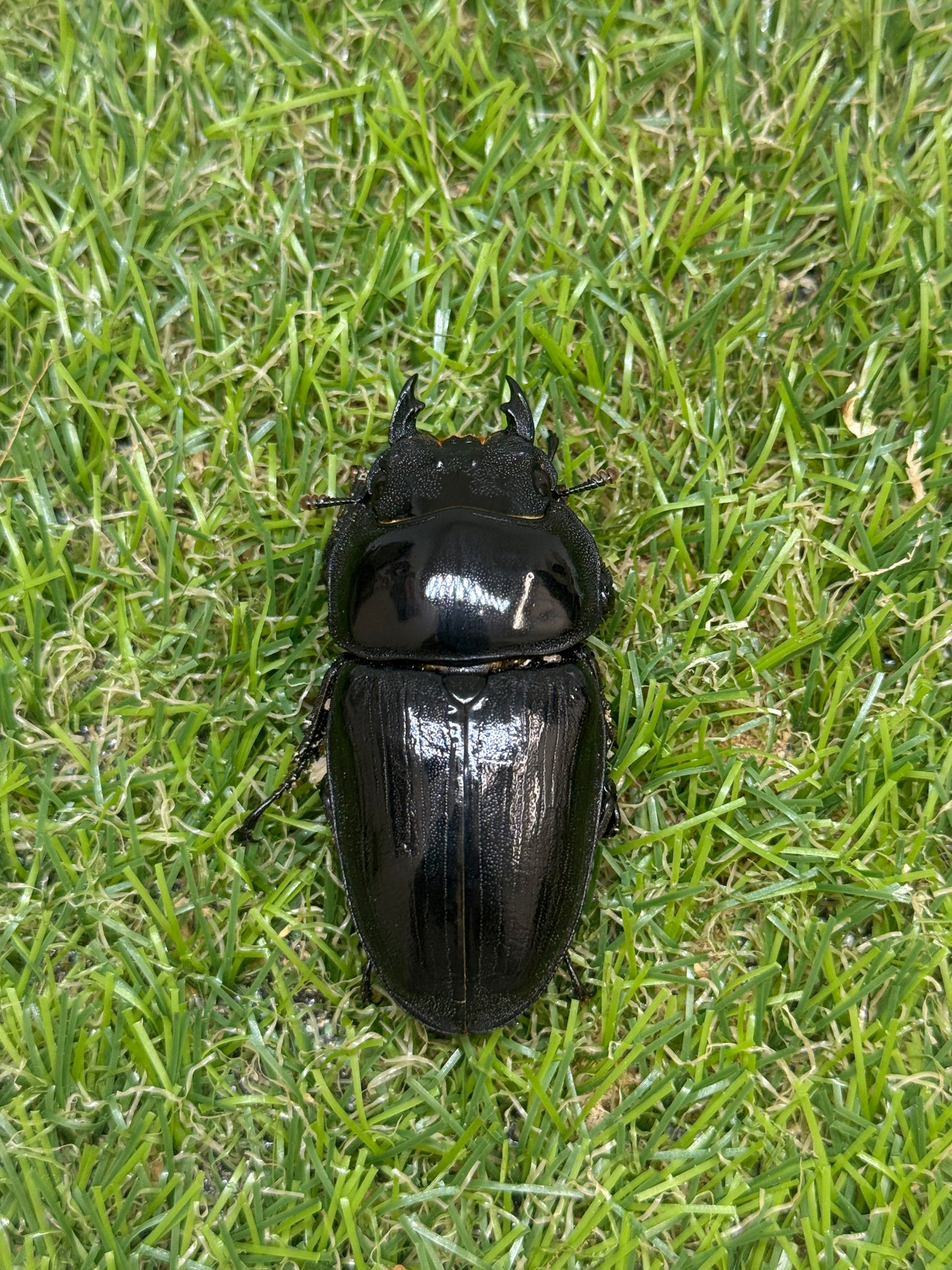 オオクワガタ　奈良輪川西　♂80.8mm成虫ペア　2026年ブリード個体