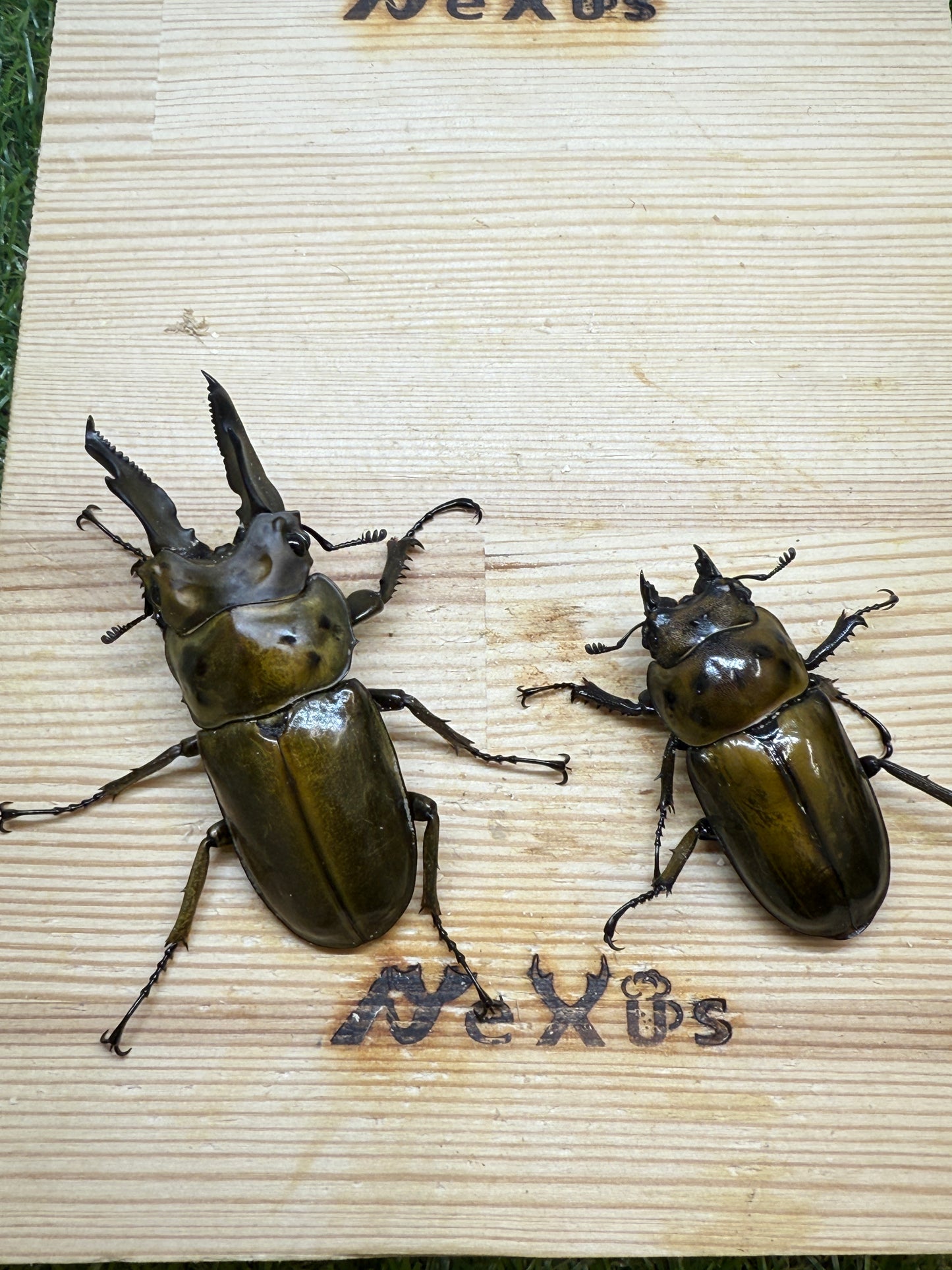 タイ産　オウゴンオニクワガタ　♂67mm成虫ペア