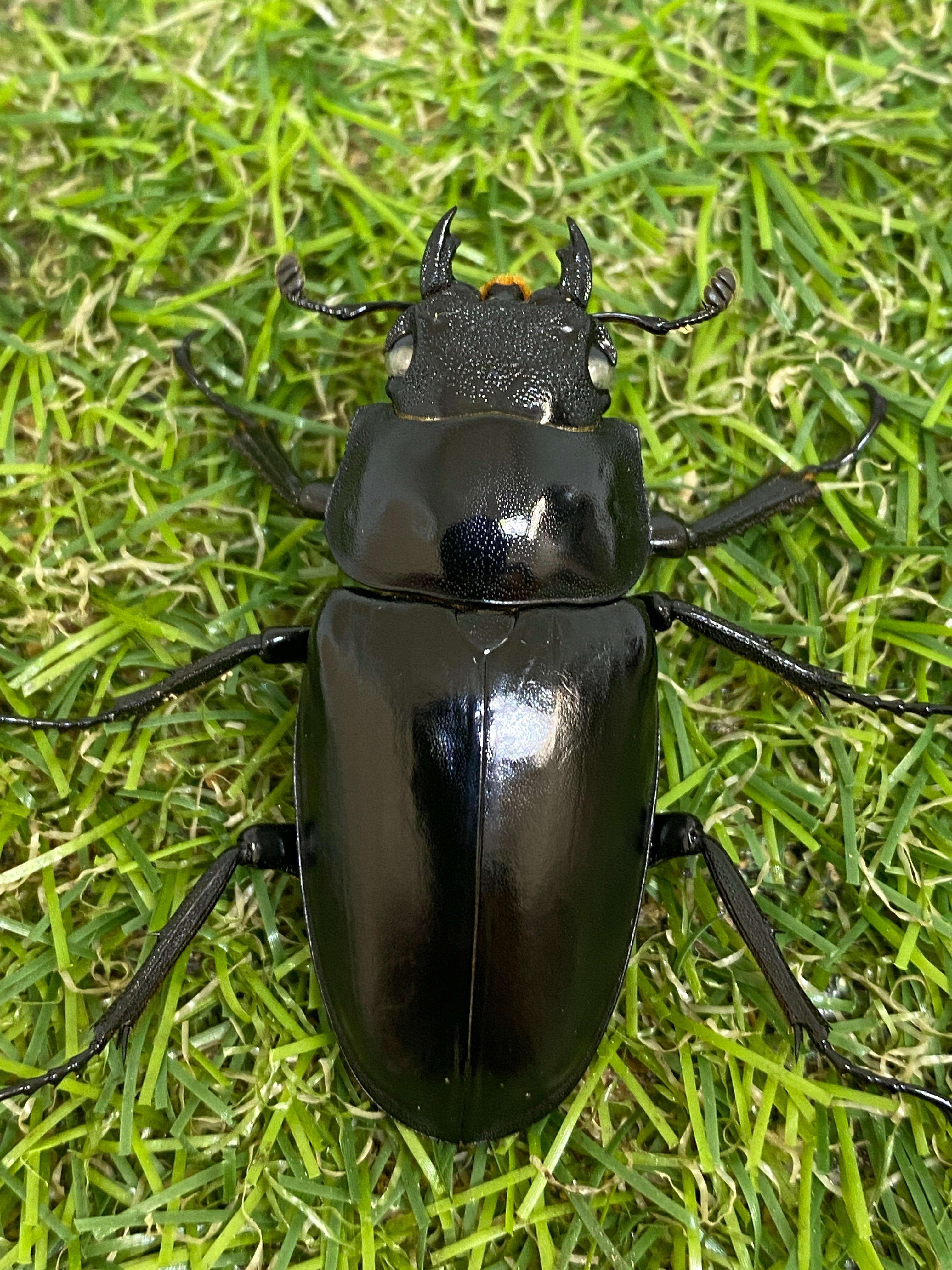 ギラファノコギリクワガタ(ホワイトアイ血統)♂110mm　成虫ペア