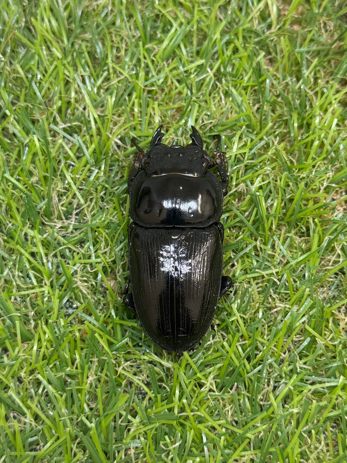 ホペイオオクワガタ　♂62mm成虫ペア