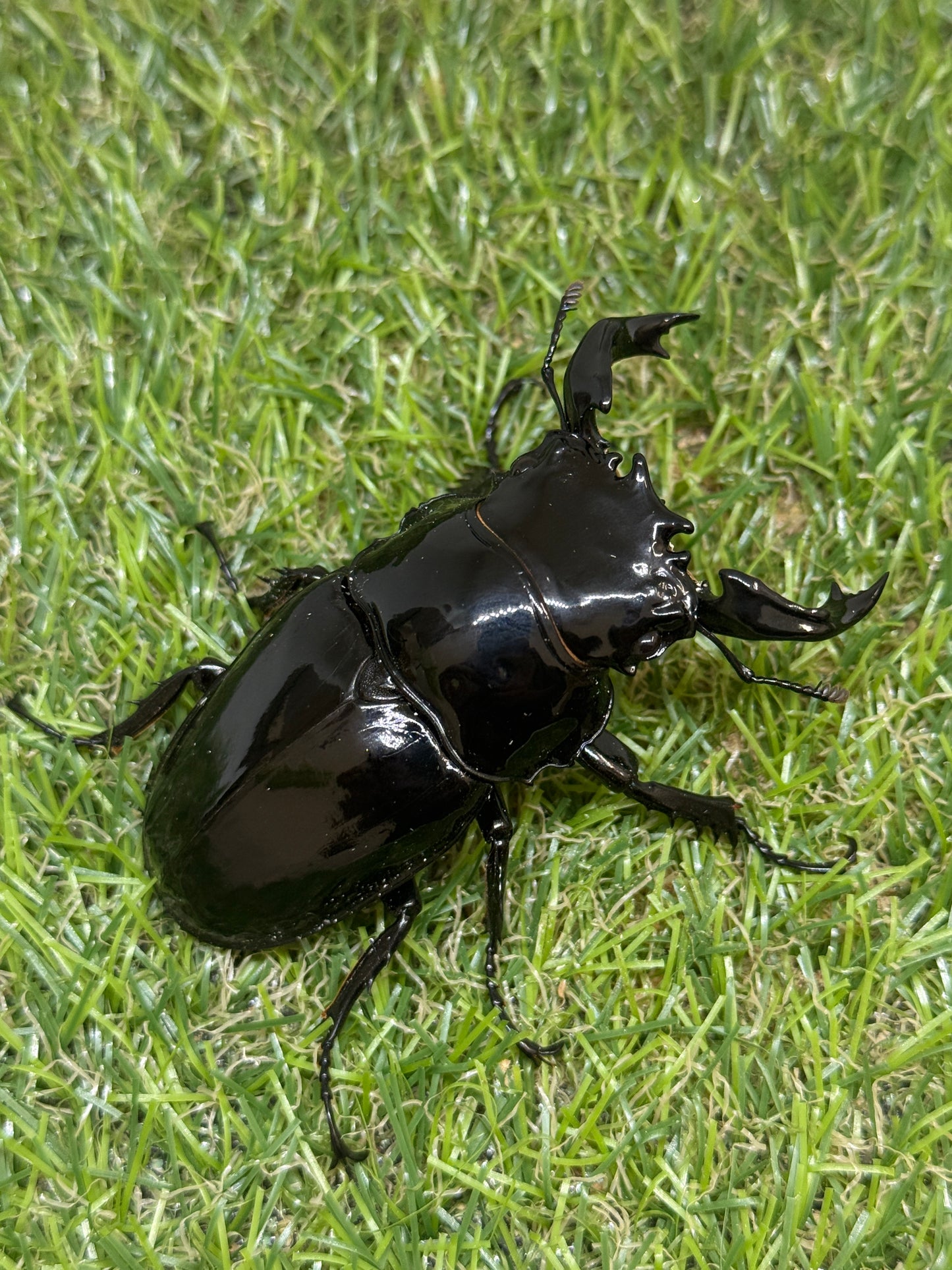 タランドゥスオオツヤクワガタ　♂78mm成虫ペア