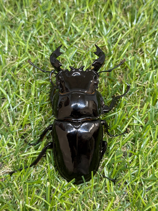 タランドゥスオオツヤクワガタ　♂65mm成虫ペア