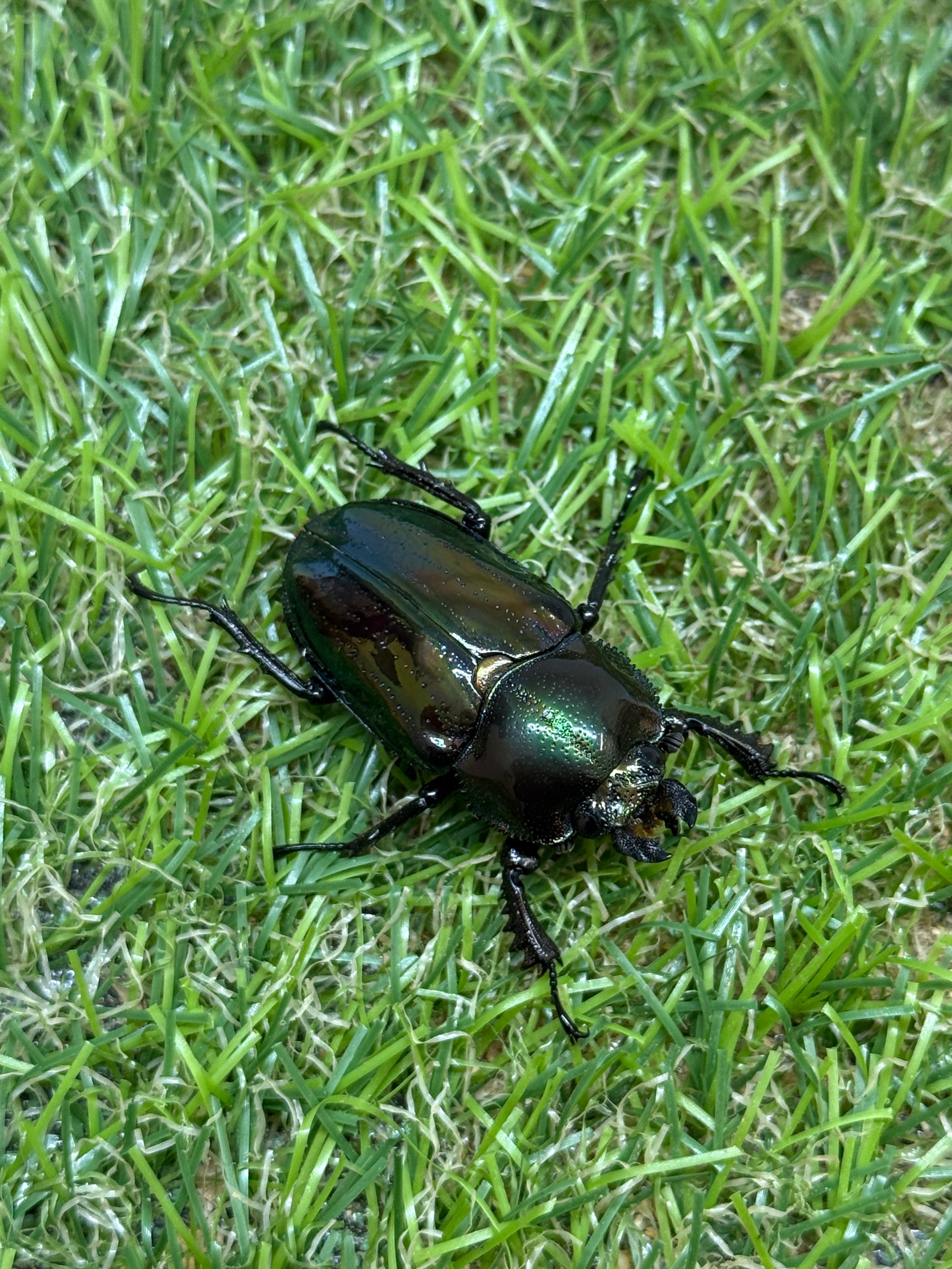 ニジイロクワガタ(グリーン系) ♂58mm成虫ペア – 昆虫ショップNexus