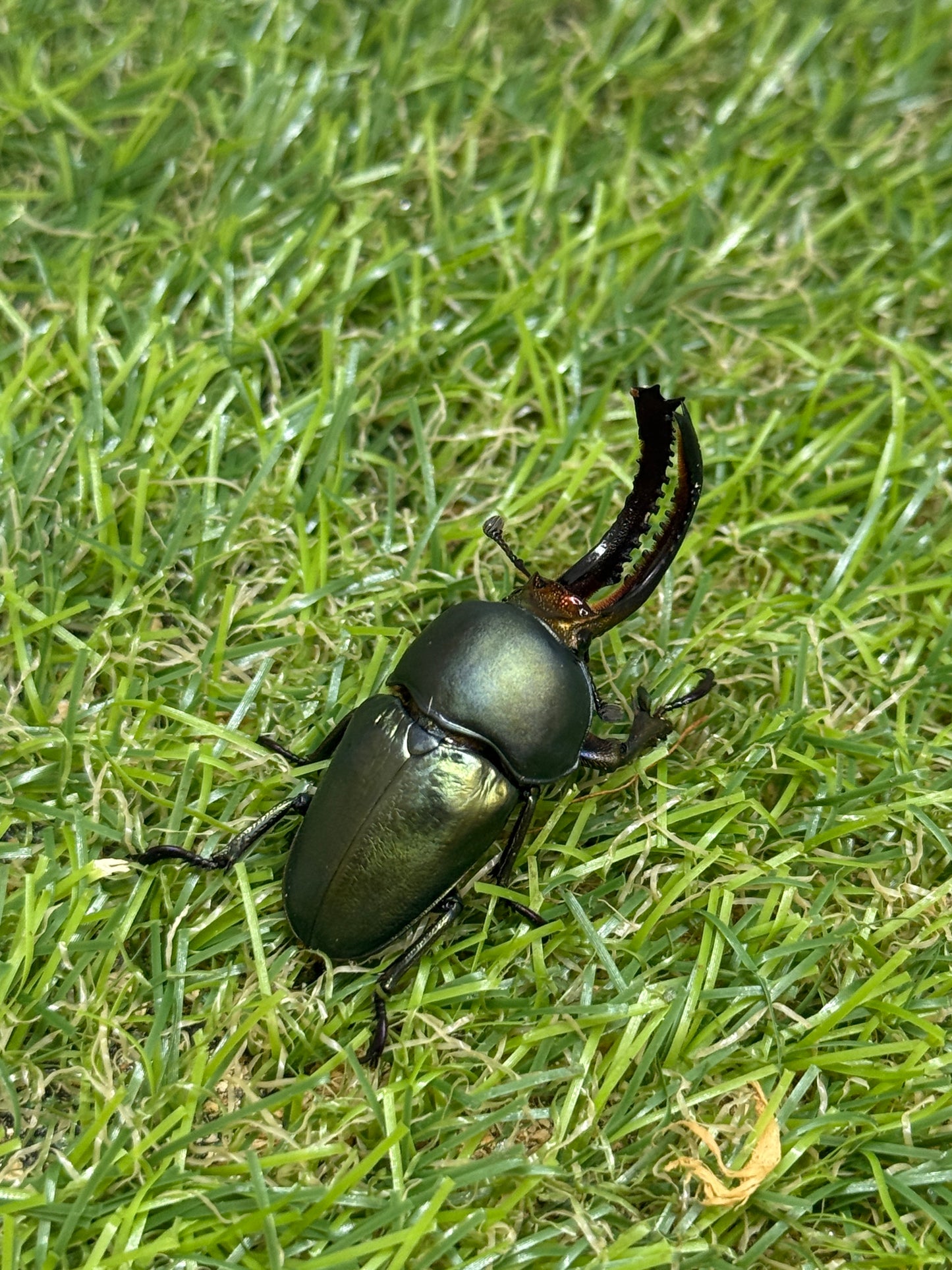 パプアキンイロクワガタ　♂freeサイズ成虫ペア