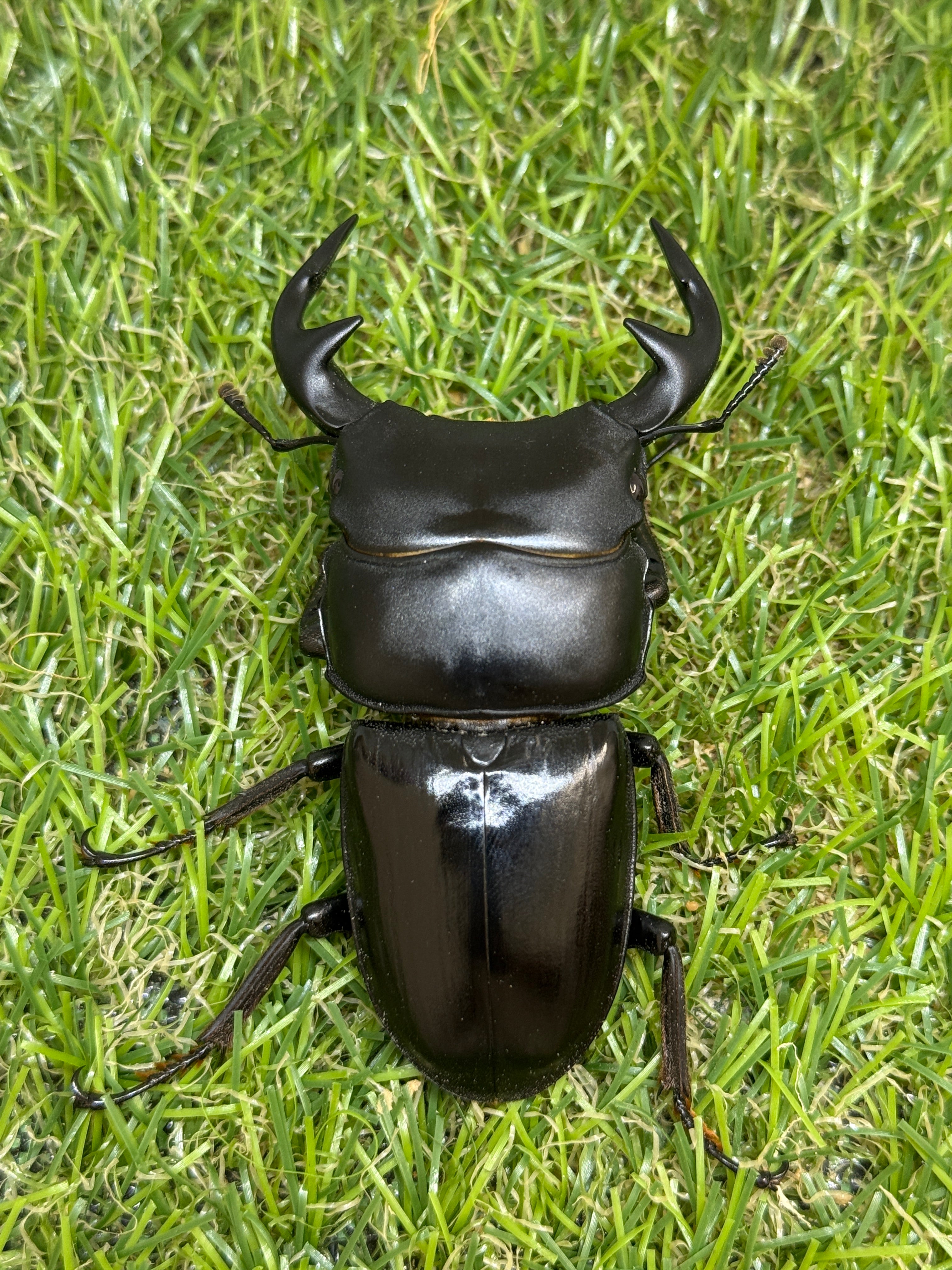 グランディスオオクワガタ ♂76mm成虫ペア – 昆虫ショップNexus