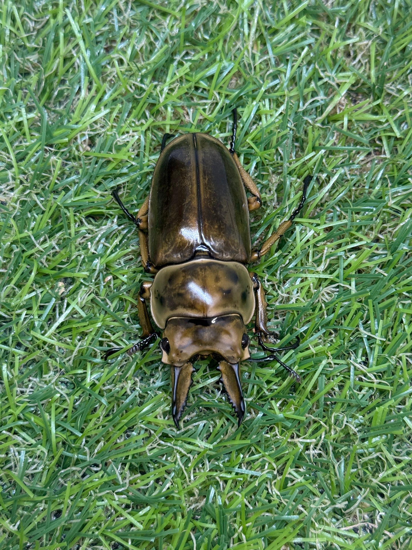 ババオウゴンオニクワガタ　♂56.2mm成虫ペア