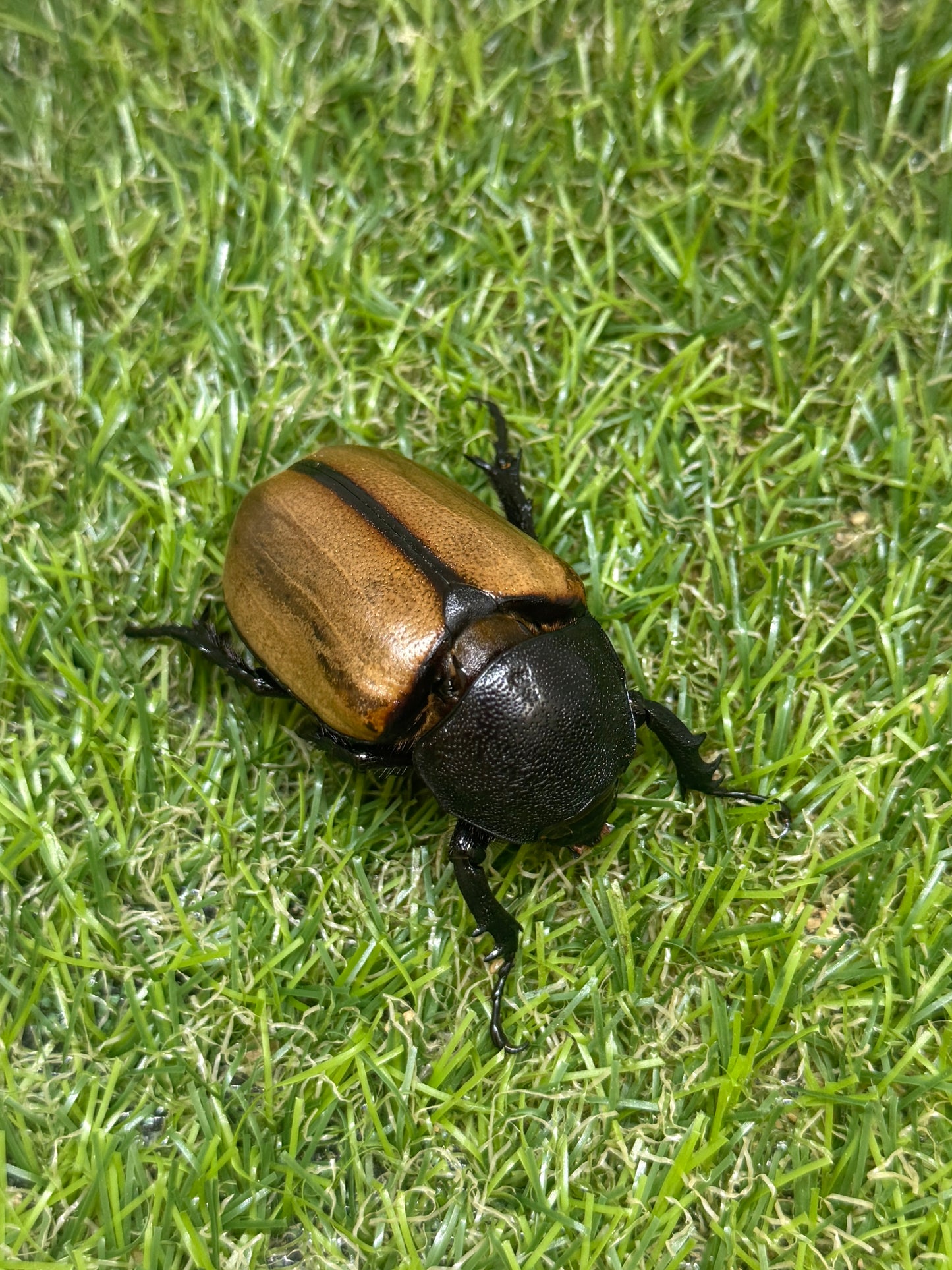ゴホンヅノカブトWD　♂78mm成虫ペア