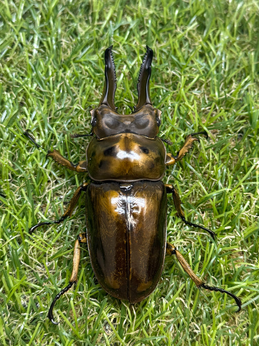 ババオウゴンオニクワガタ　♂77.1mm成虫ペア