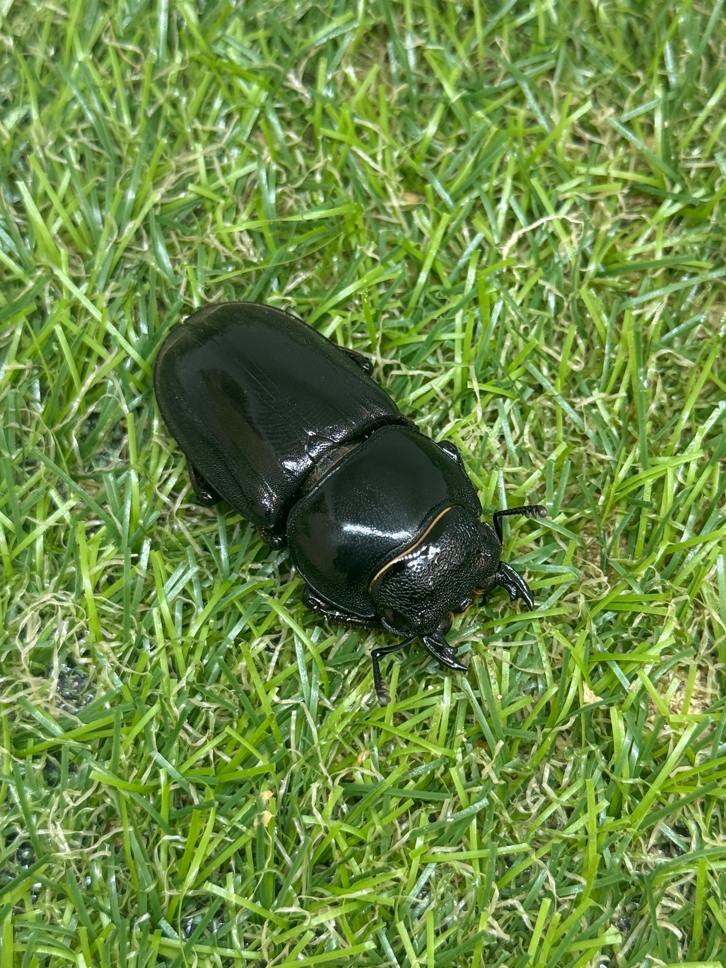 パラワンオオヒラタクワガタ(マンタリガハン産)♂100mm成虫ペア