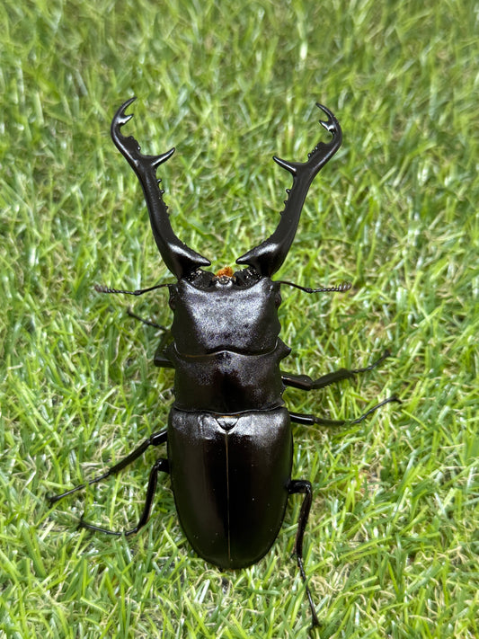 ギラファノコギリクワガタ　ケイスケ　♂102mm成虫ペア