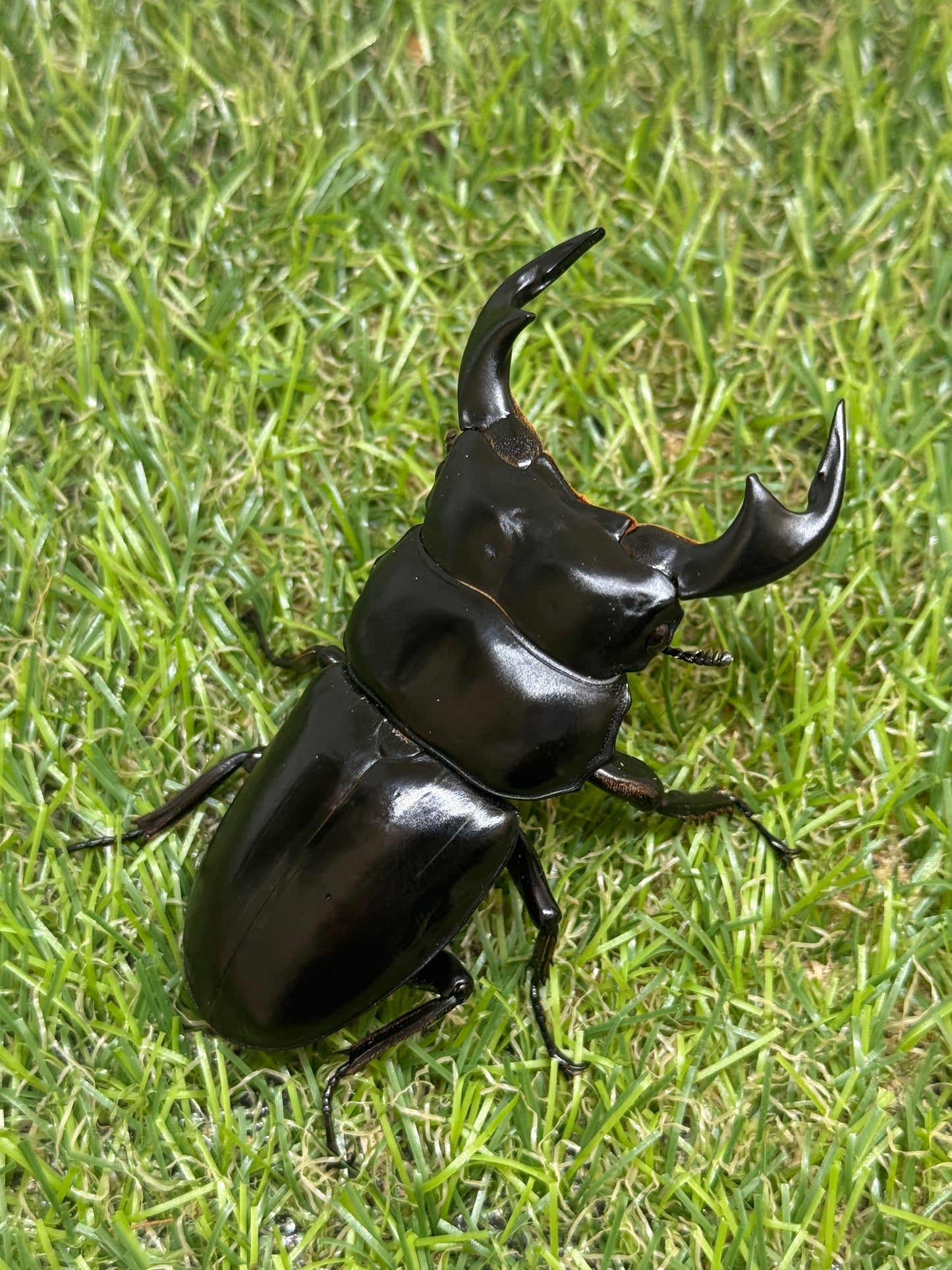 インドアンタエウスオオクワガタ　♂76mm成虫ペア