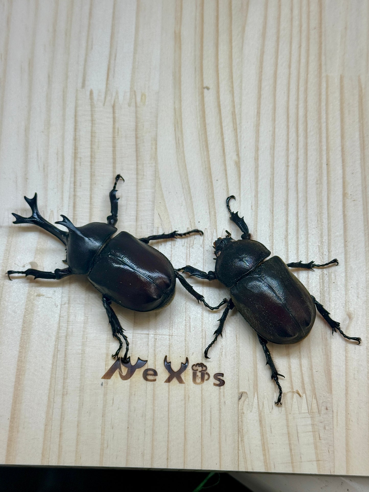 カブトムシ(ホワイトアイ血統)　サイズfree成虫ペア