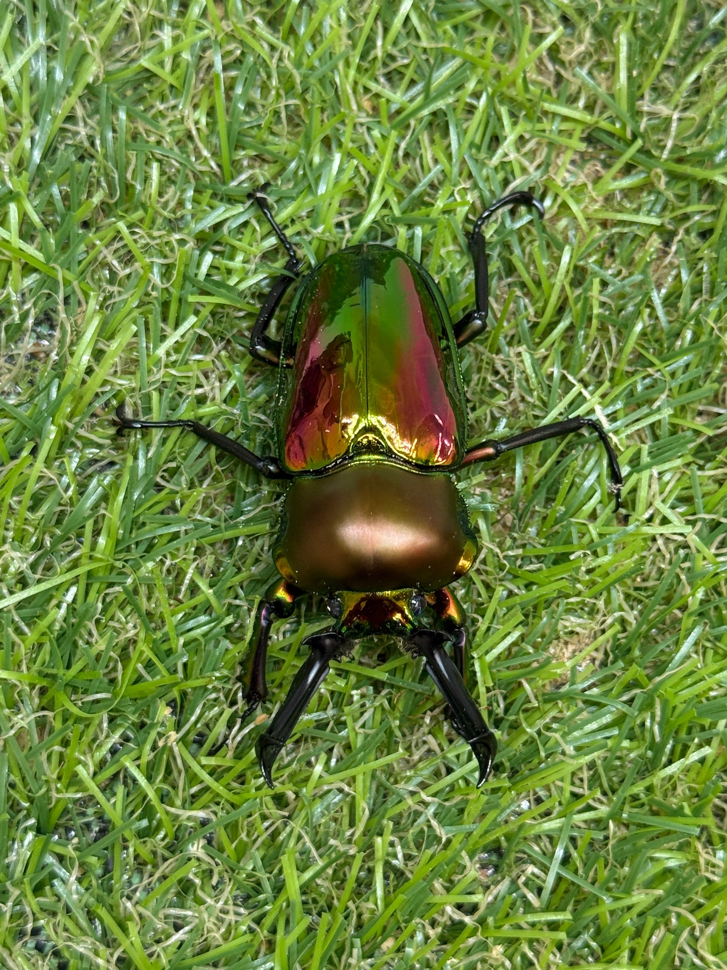 ニジイロクワガタ(レッド系)　♂52.9mm成虫ペア