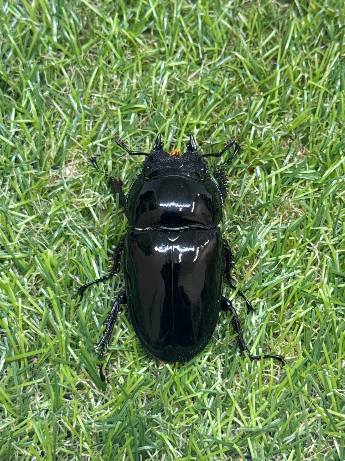タランドゥスオオツヤクワガタ　♂80.5mm成虫ペア