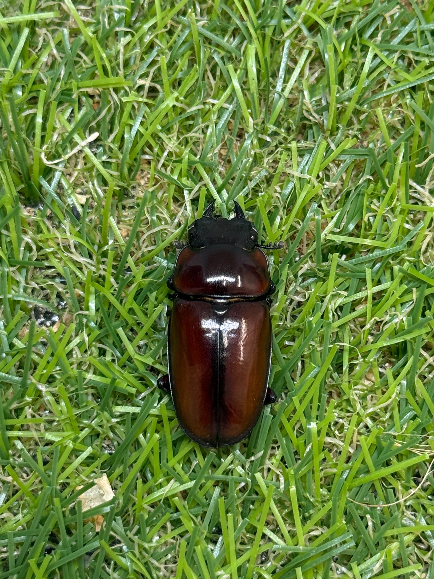 フスクスノコギリクワガタ　♂41mm成虫ペア