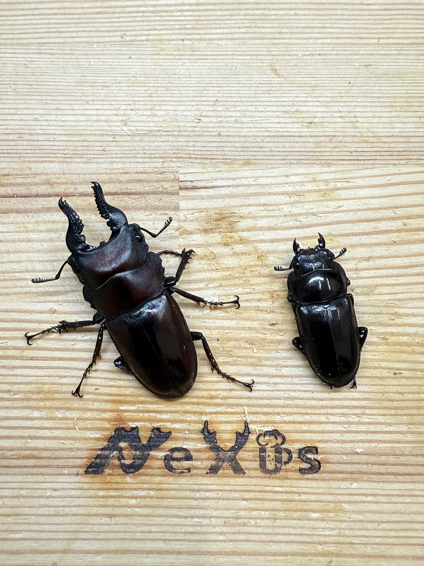 フォルケプスシカノコギリクワガタ　♂45mm成虫ペア