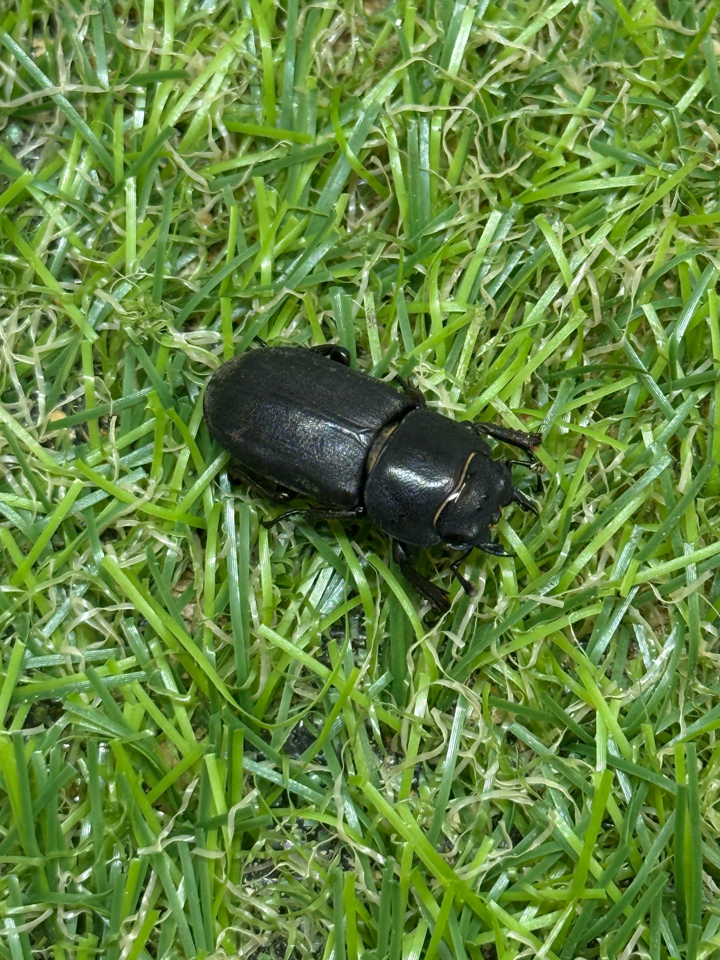 パラレリピペドゥスオオクワガタ ♂freeサイズ成虫ペア