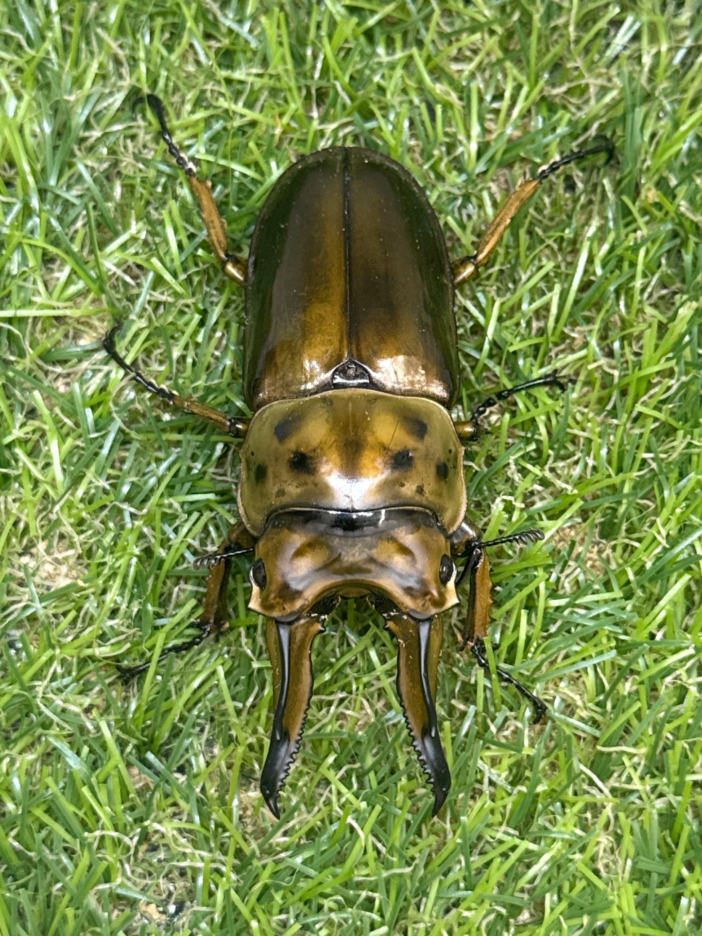 ババオウゴンオニクワガタ　♂74.7mm成虫ペア