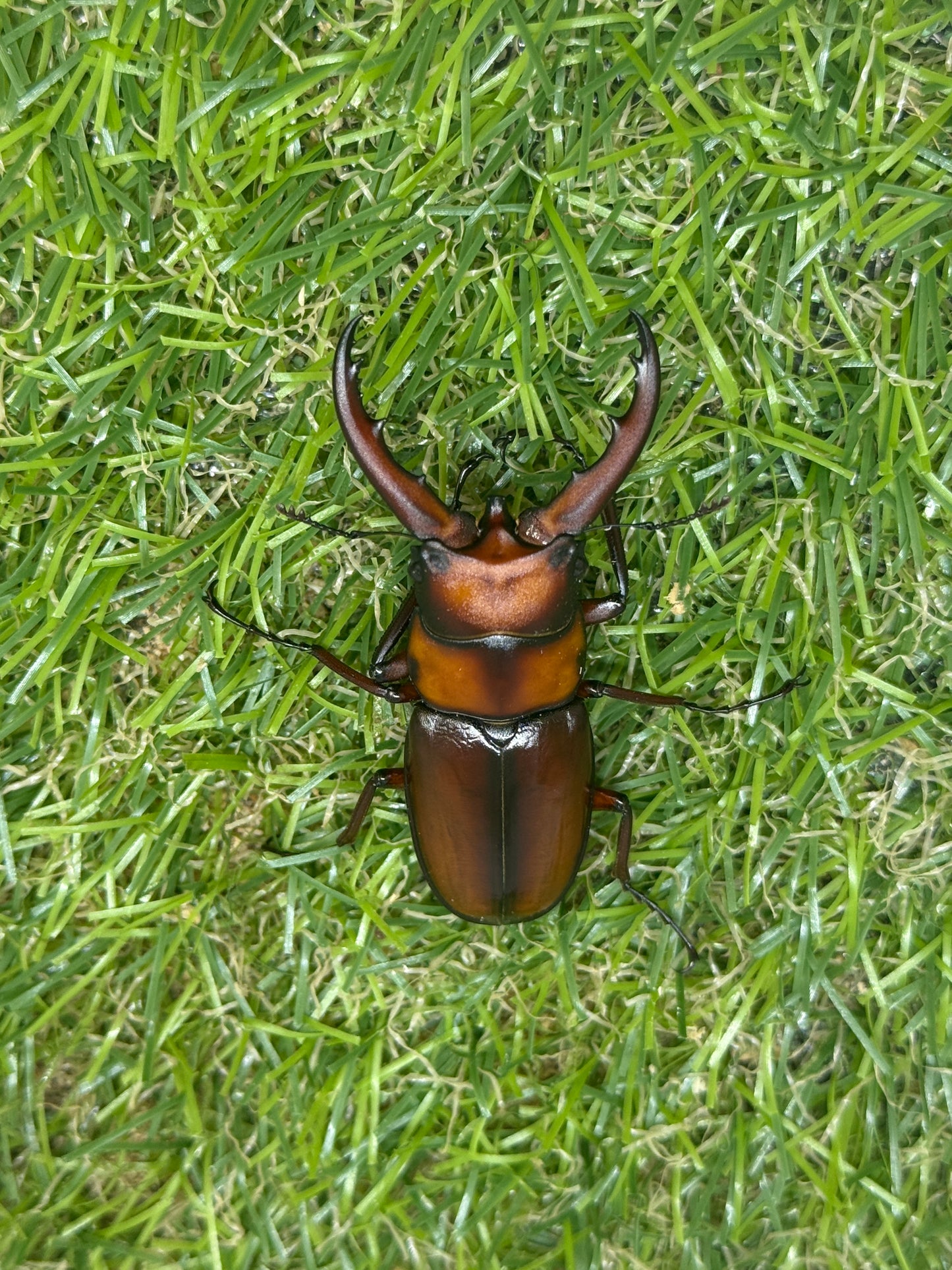 トカラノコギリクワガタ freeサイズ成虫ペア