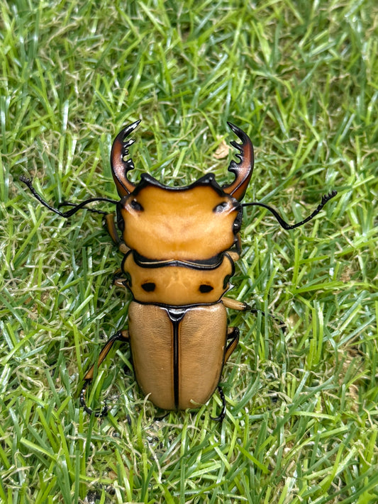 メンガタメリークワガタ　♂51mm成虫ペア